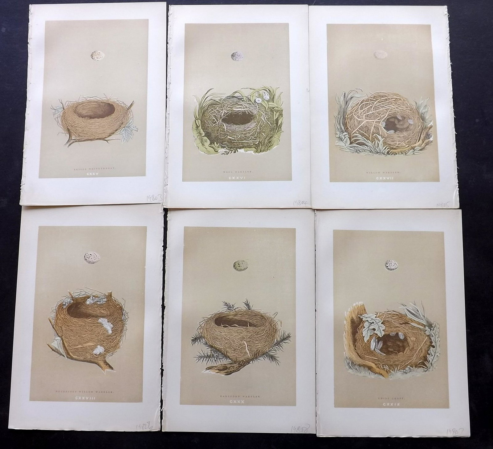 Morris, Francis 1896 Lot of 6 Bird Nest Prints: Woodblocks Published 1896, London for "A Natural History of the Nests and Eggs of British Birds" By the Rev. F. O. Morris, printed Benjamin Fawcett. Printed in colours and finished by hand. Paper Size