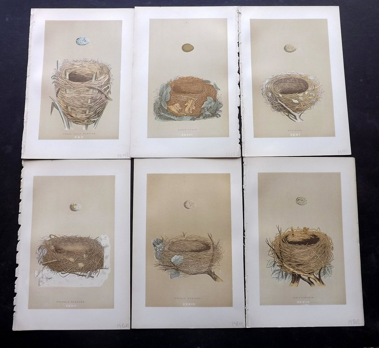 Morris, Francis 1896 Lot of 6 Bird Nest Prints: Woodblocks Published 1896, London for "A Natural History of the Nests and Eggs of British Birds" By the Rev. F. O. Morris, printed Benjamin Fawcett. Printed in colours and finished by hand. Paper Size