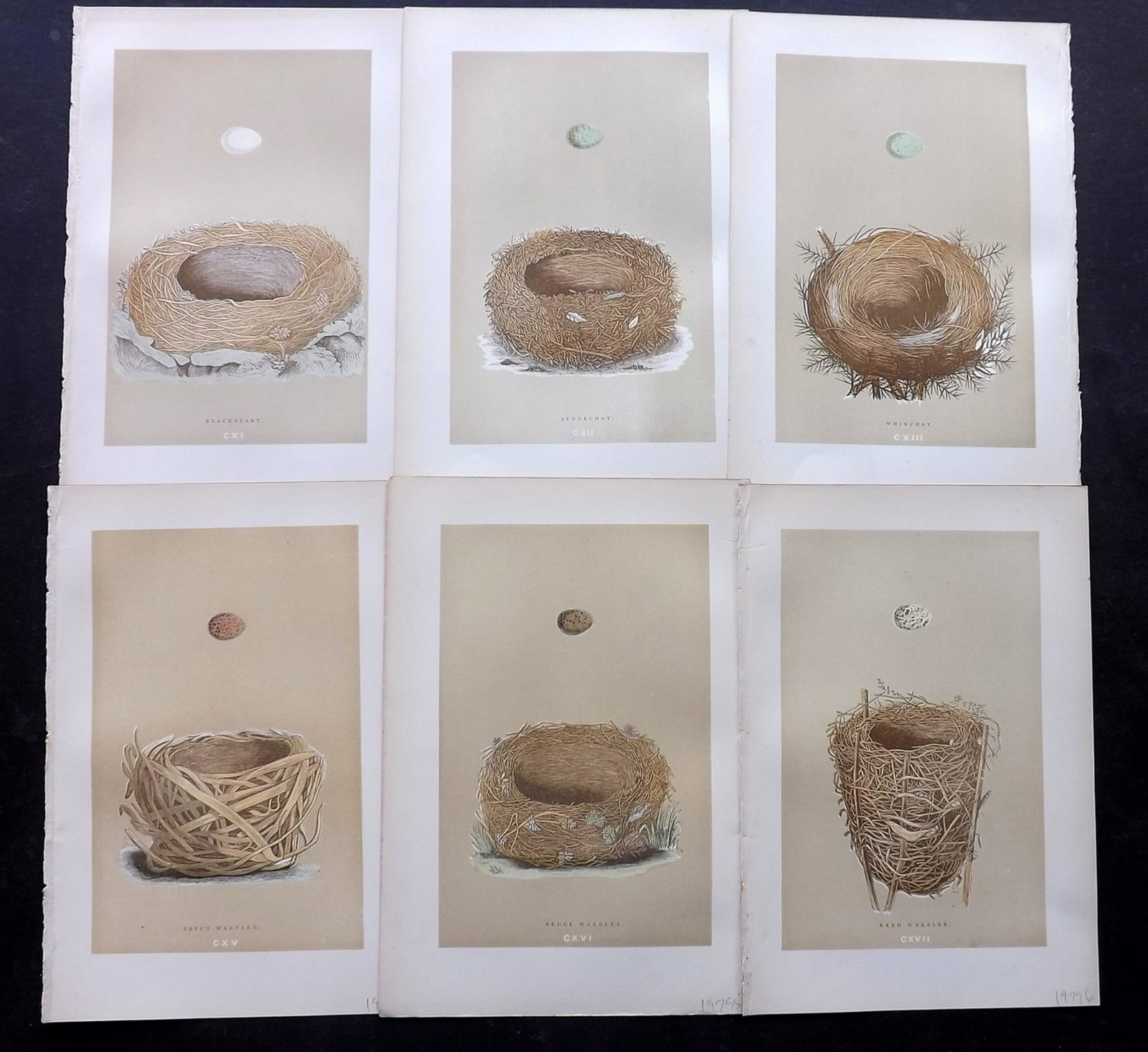 Morris, Francis 1896 Lot of 6 Bird Nest Prints: Woodblocks Published 1896, London for "A Natural History of the Nests and Eggs of British Birds" By the Rev. F. O. Morris, printed Benjamin Fawcett. Printed in colours and finished by hand. Paper Size