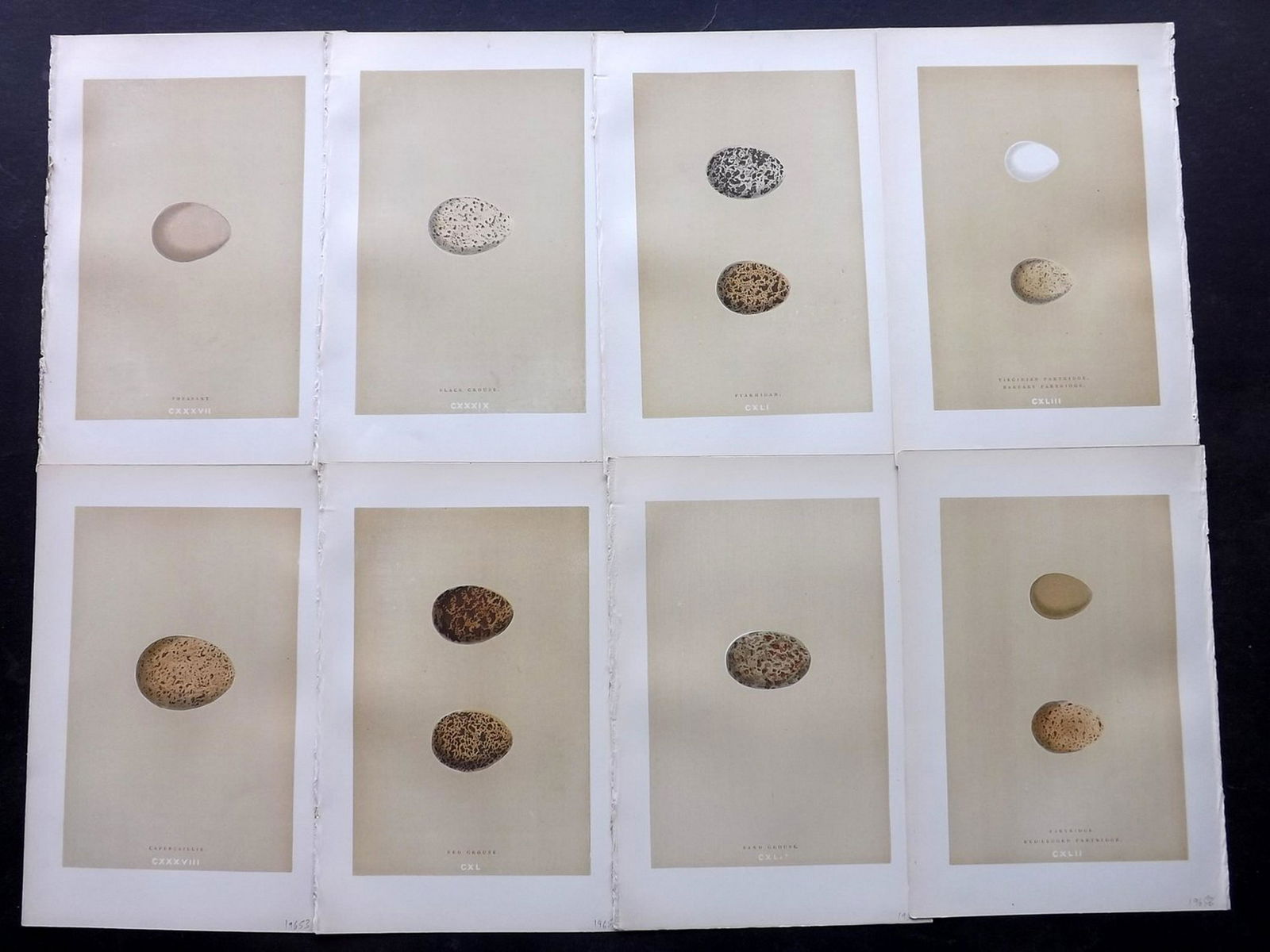 Morris, Francis 1896 Lot of 8 Bird Egg Prints (1 of 2)