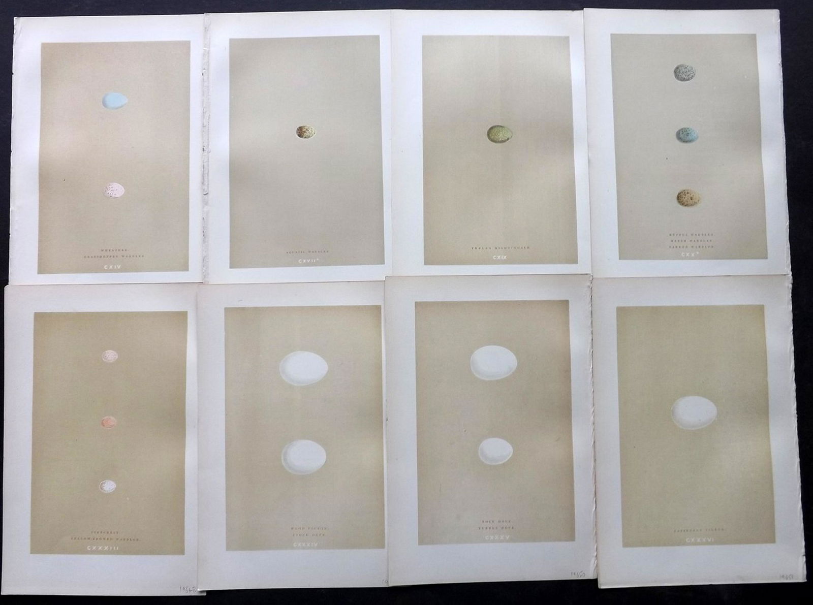 Morris, Francis 1896 Lot of 8 Bird Egg Prints (1 of 2)