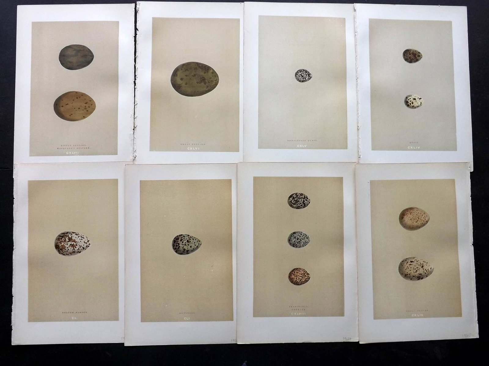 Morris, Francis 1896 Lot of 8 Bird Egg Prints: Woodblocks Published 1896, London for "A Natural History of the Nests and Eggs of British Birds" By the Rev. F. O. Morris, printed Benjamin Fawcett. Printed in colours and finished by hand. Paper Size
