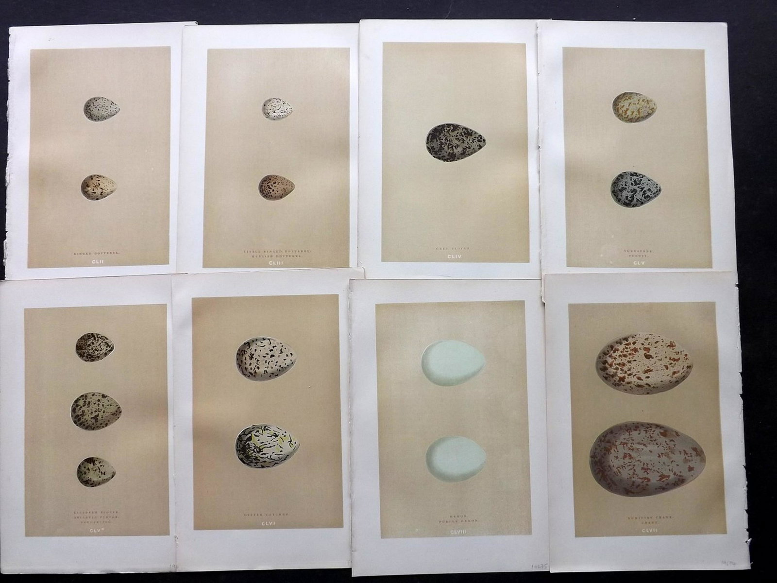 Morris, Francis 1896 Lot of 8 Bird Egg Prints: Woodblocks Published 1896, London for "A Natural History of the Nests and Eggs of British Birds" By the Rev. F. O. Morris, printed Benjamin Fawcett. Printed in colours and finished by hand. Paper Size
