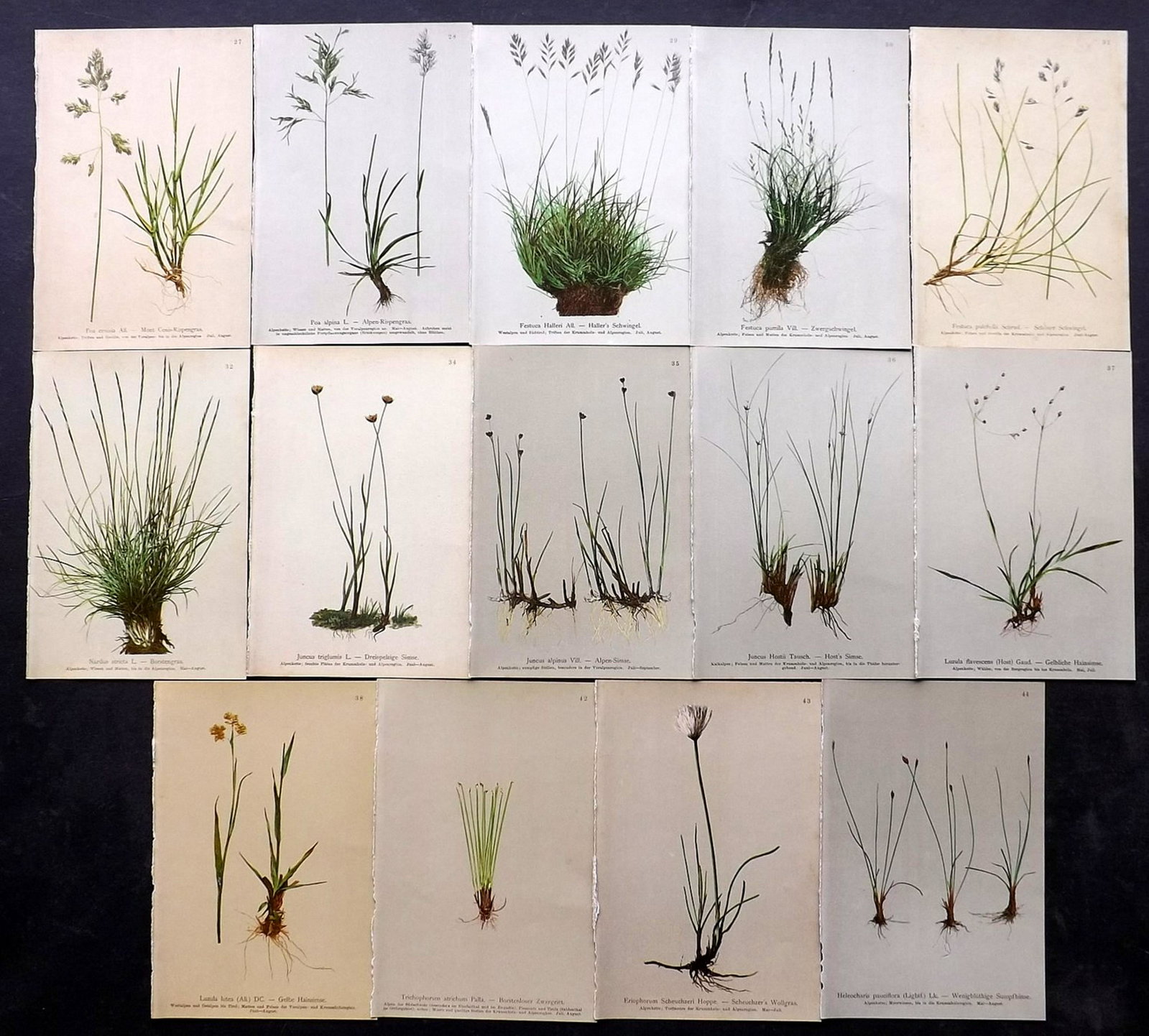 Hartinger, Anton 1897 Lot of 14 Botanical Prints: Chromolithographs Published 1897, Graz, Austria for "Atlas der Alpenflora" by Anton Hartinger. Paper Size: 7.5 x 5 inch (19 x 13cm) Good Condition