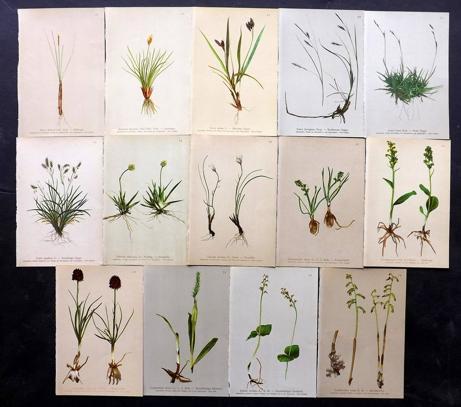 Hartinger, Anton 1897 Lot of 14 Botanical Prints: Chromolithographs Published 1897, Graz, Austria for "Atlas der Alpenflora" by Anton Hartinger. Paper Size: 7.5 x 5 inch (19 x 13cm) Good Condition