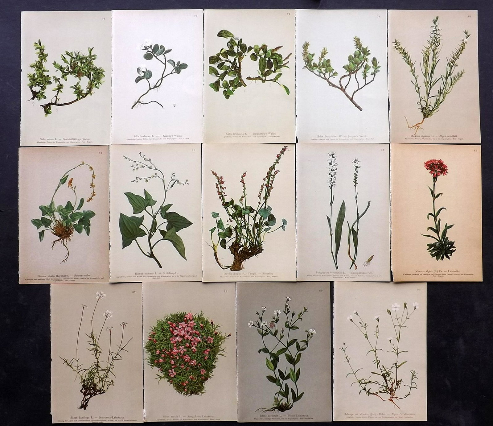 Hartinger, Anton 1897 Lot of 14 Botanical Prints: Chromolithographs Published 1897, Graz, Austria for "Atlas der Alpenflora" by Anton Hartinger. Paper Size: 7.5 x 5 inch (19 x 13cm) Good Condition
