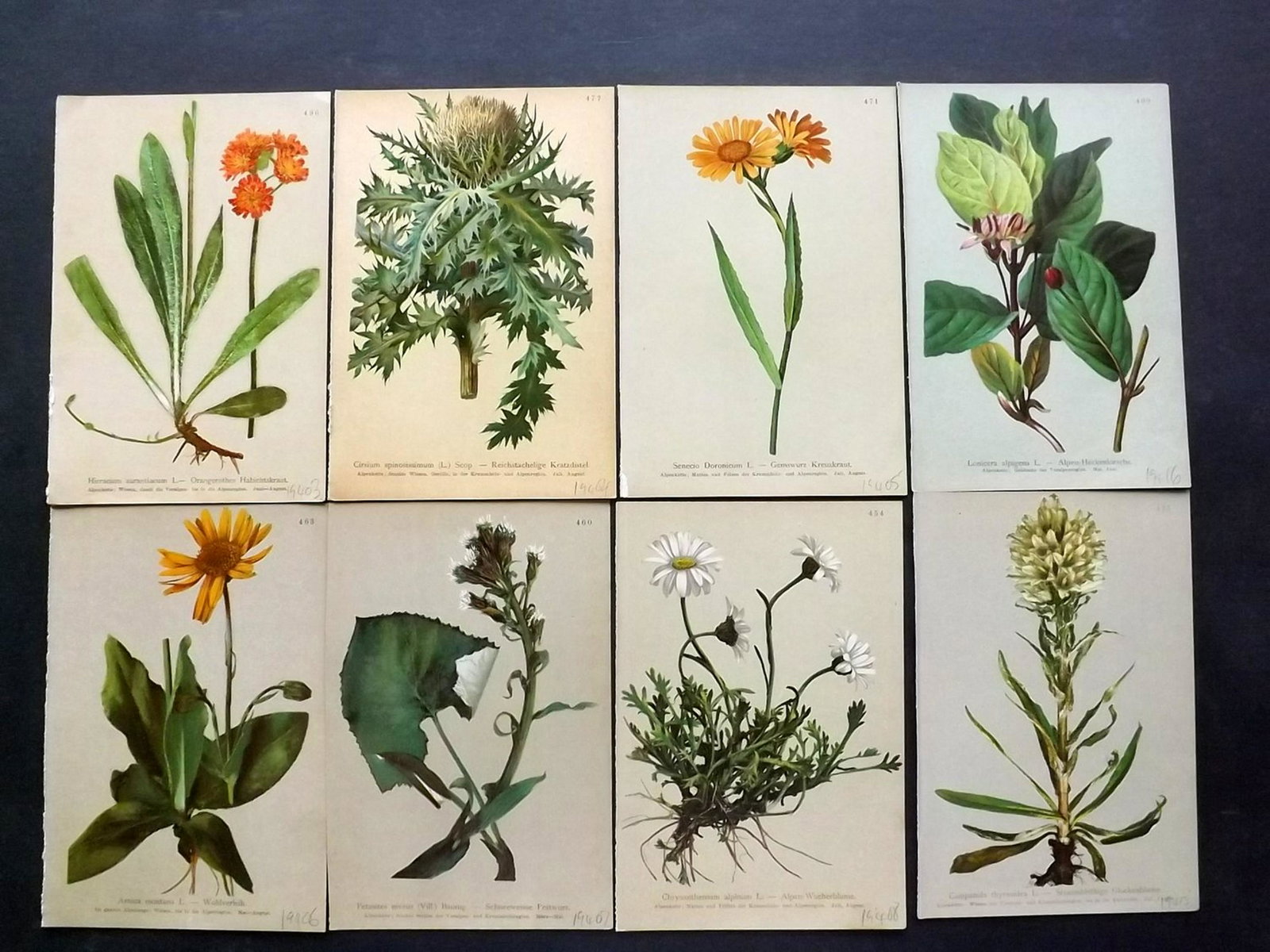 Hartinger, Anton 1897 Lot of 14 Botanical Prints: Chromolithographs Published 1897, Graz, Austria for "Atlas der Alpenflora" by Anton Hartinger. Paper Size: 7.5 x 5 inch (19 x 13cm) Good Condition