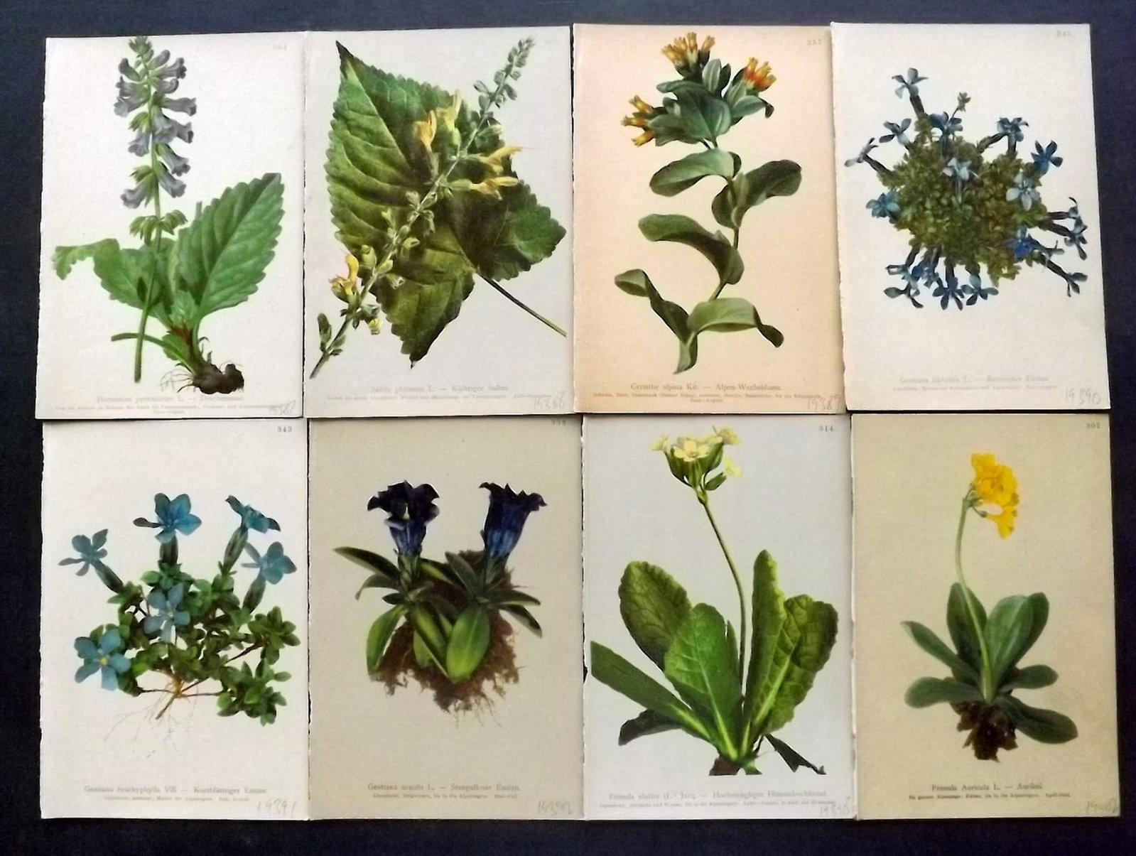 Hartinger, Anton 1897 Lot of 14 Botanical Prints: Chromolithographs Published 1897, Graz, Austria for "Atlas der Alpenflora" by Anton Hartinger. Paper Size: 7.5 x 5 inch (19 x 13cm) Good Condition