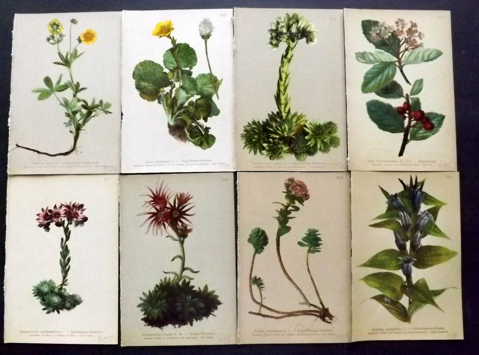 Hartinger, Anton 1897 Lot of 14 Botanical Prints: Chromolithographs Published 1897, Graz, Austria for "Atlas der Alpenflora" by Anton Hartinger. Paper Size: 7.5 x 5 inch (19 x 13cm) Good Condition