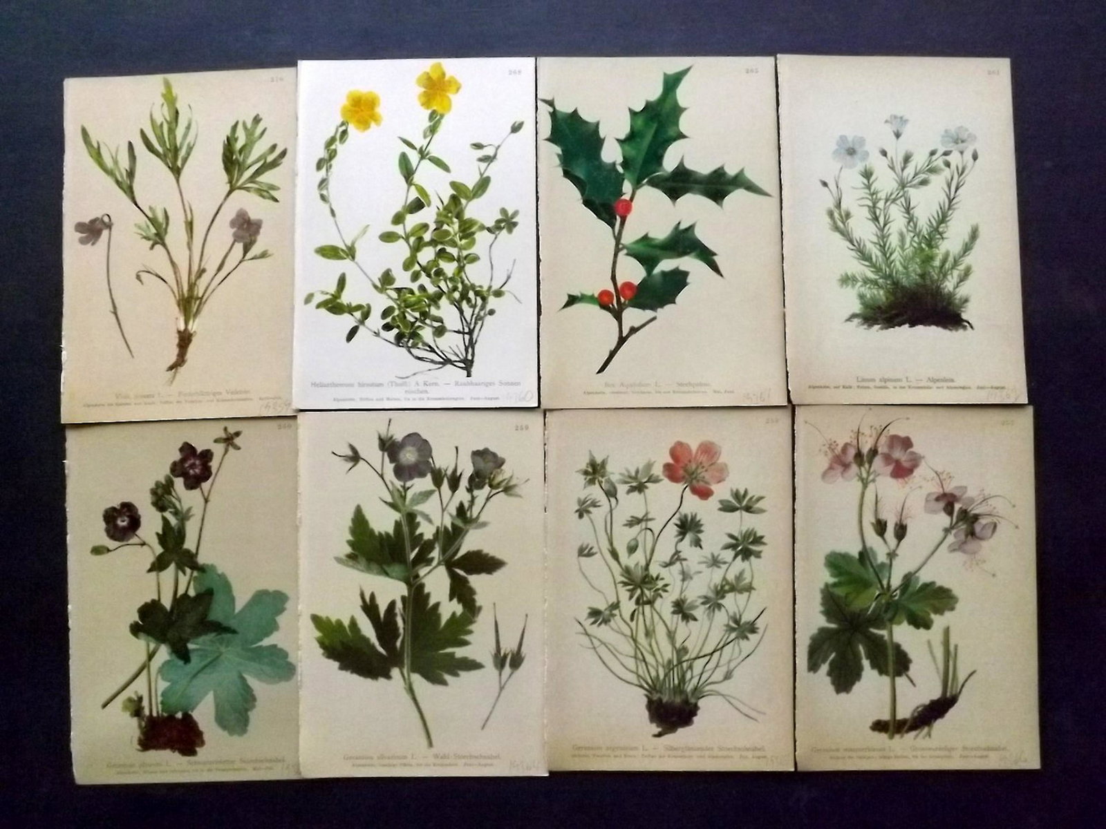 Hartinger, Anton 1897 Lot of 14 Botanical Prints: Chromolithographs Published 1897, Graz, Austria for "Atlas der Alpenflora" by Anton Hartinger. Paper Size: 7.5 x 5 inch (19 x 13cm) Good Condition