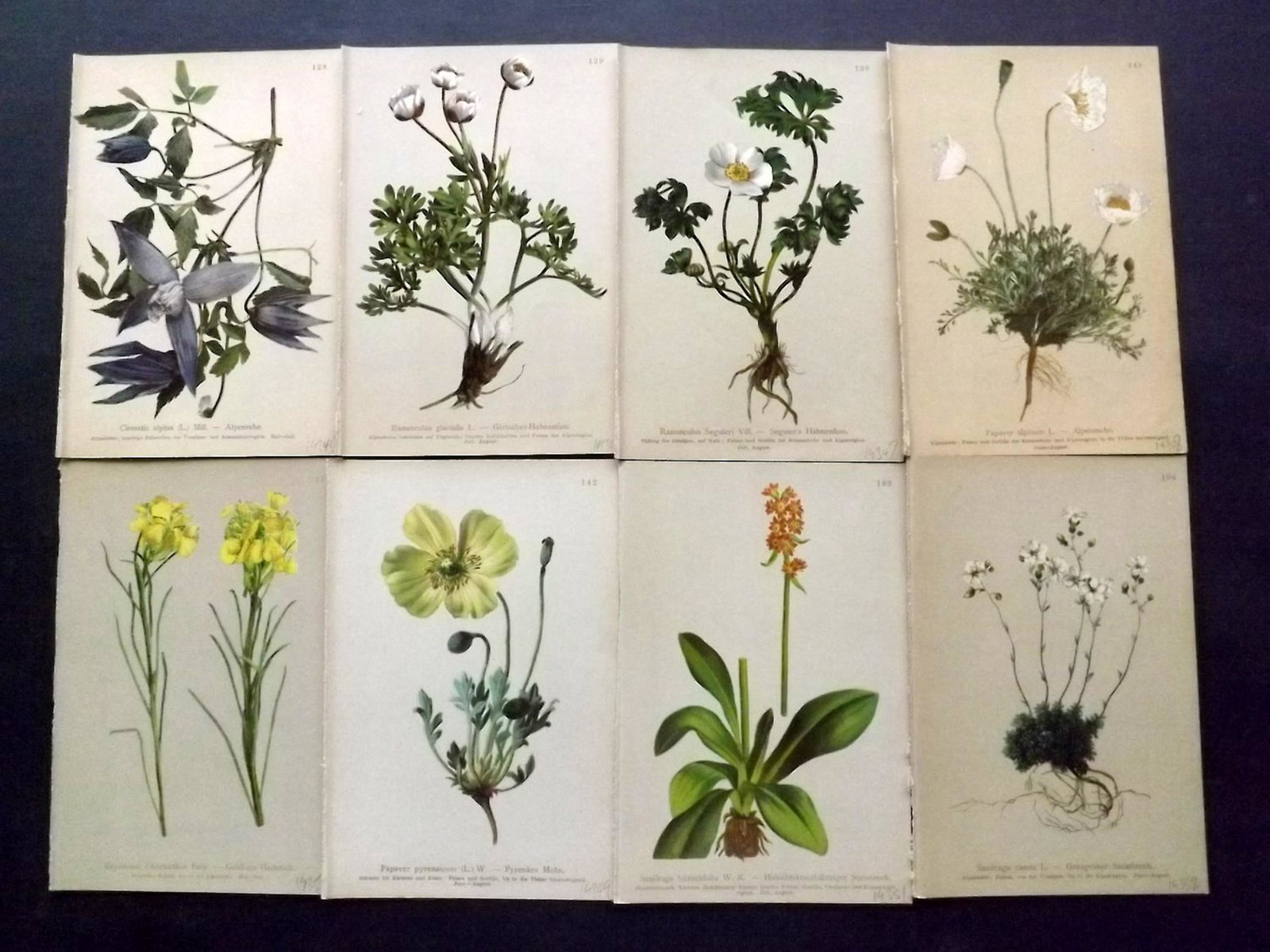 Hartinger, Anton 1897 Lot of 14 Botanical Prints: Chromolithographs Published 1897, Graz, Austria for "Atlas der Alpenflora" by Anton Hartinger. Paper Size: 7.5 x 5 inch (19 x 13cm) Good Condition