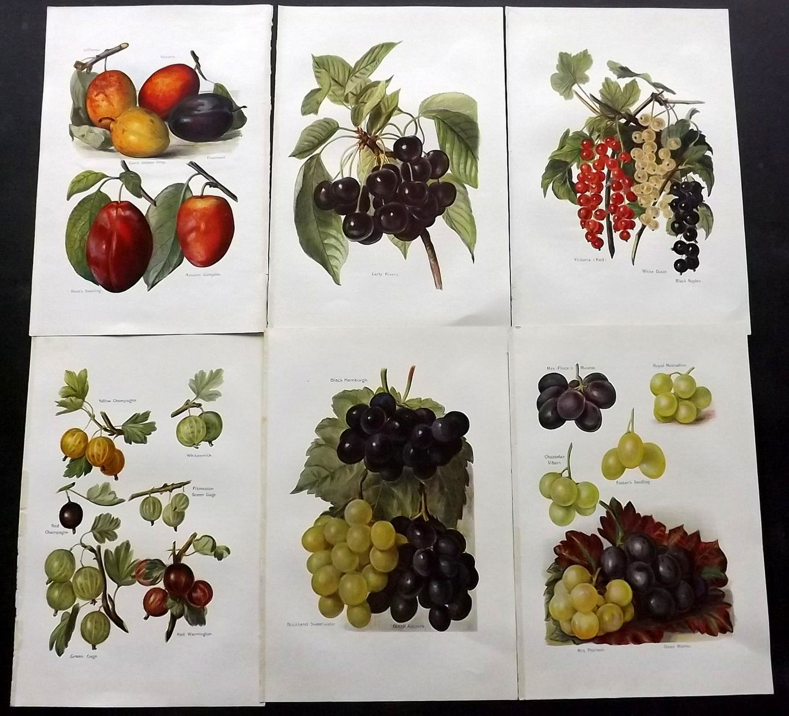 Wright, J & H 1924 Lot of 6 Vintage Fruit Prints (1 of 2)