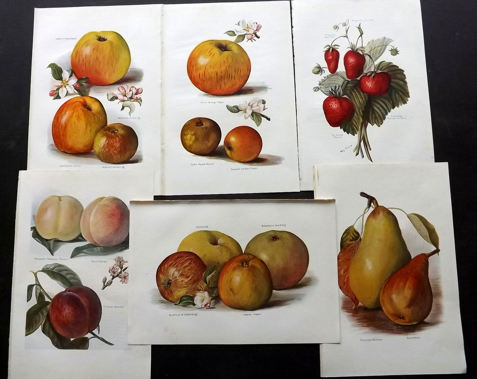 Wright, J & H 1924 Lot of 6 Vintage Fruit Prints (1 of 2)