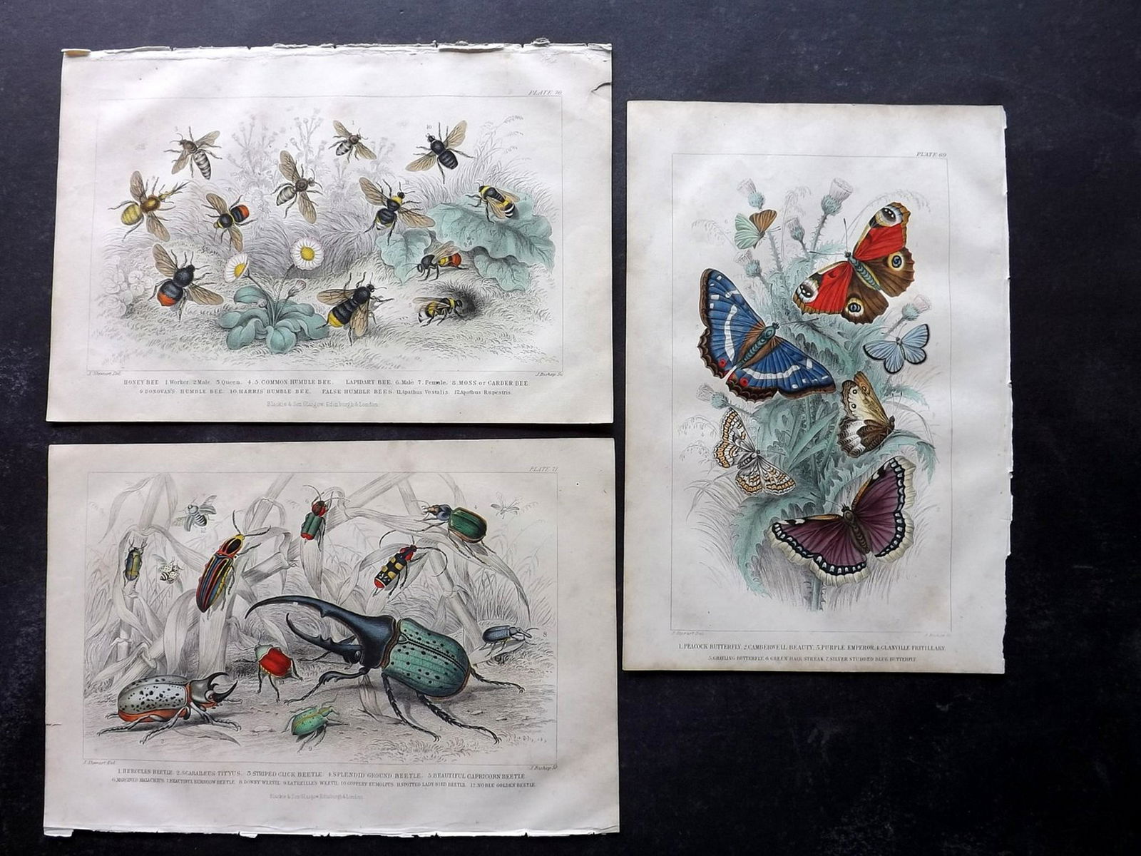 Goldsmith, Oliver 1866 Lot 3 HC Prints. Butterfly Bees (1 of 2)