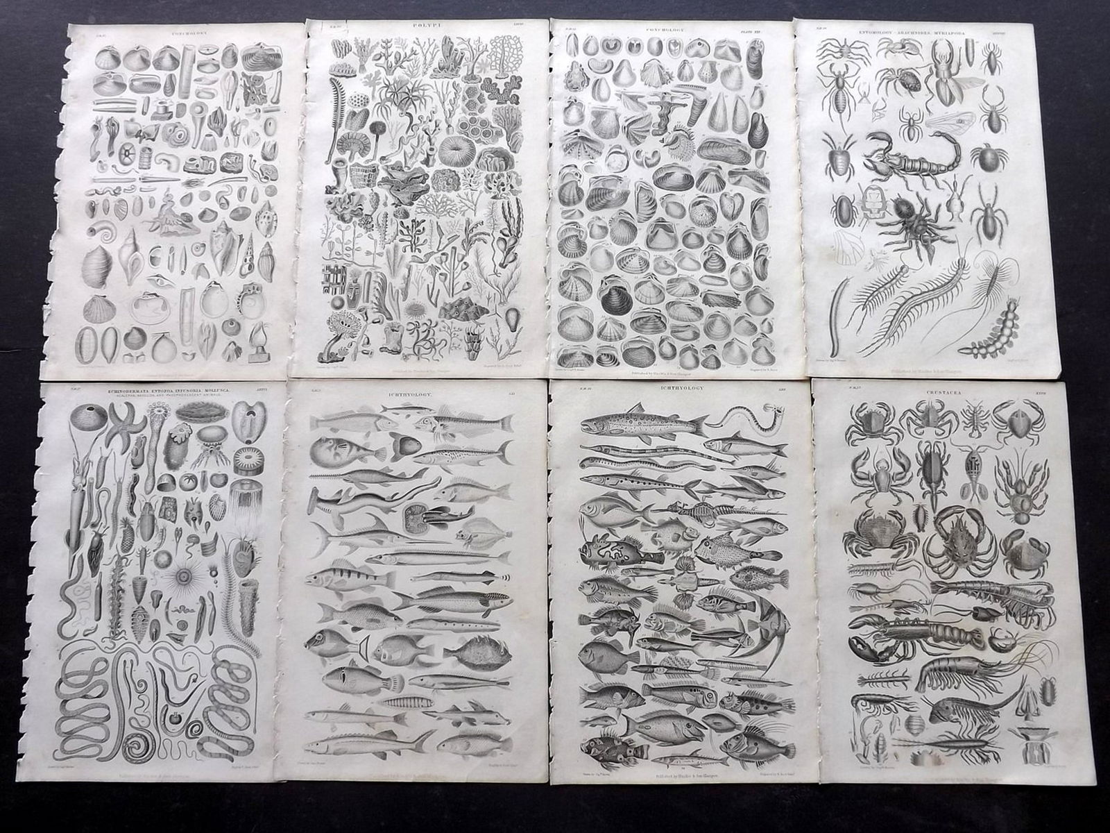 Goldsmith, Oliver 1866 Lot of 10 Fish, Shells, Sea Life (1 of 2)
