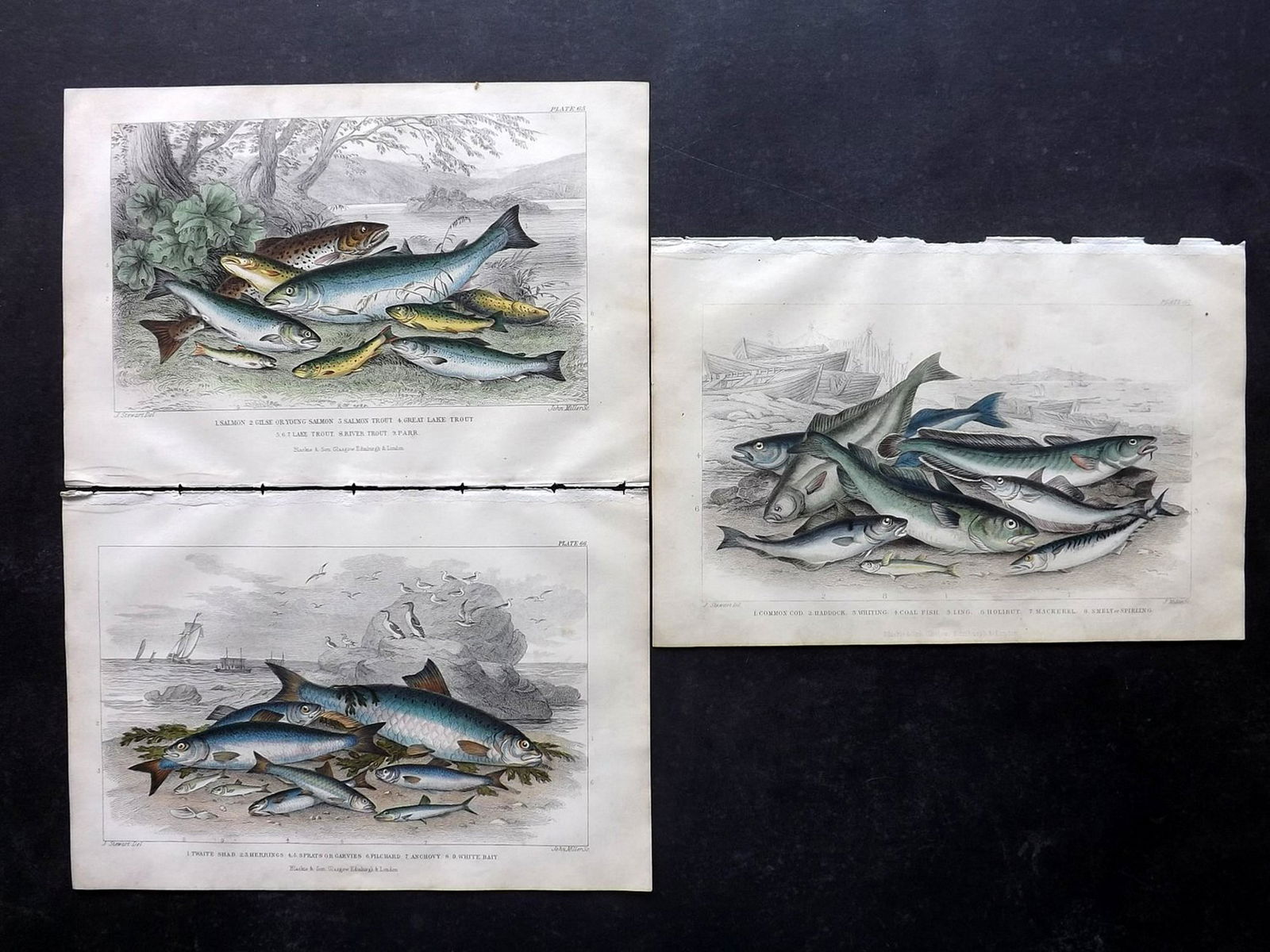 Goldsmith, Oliver 1866 Lot of 3 Hand Col Fish Prints (1 of 2)