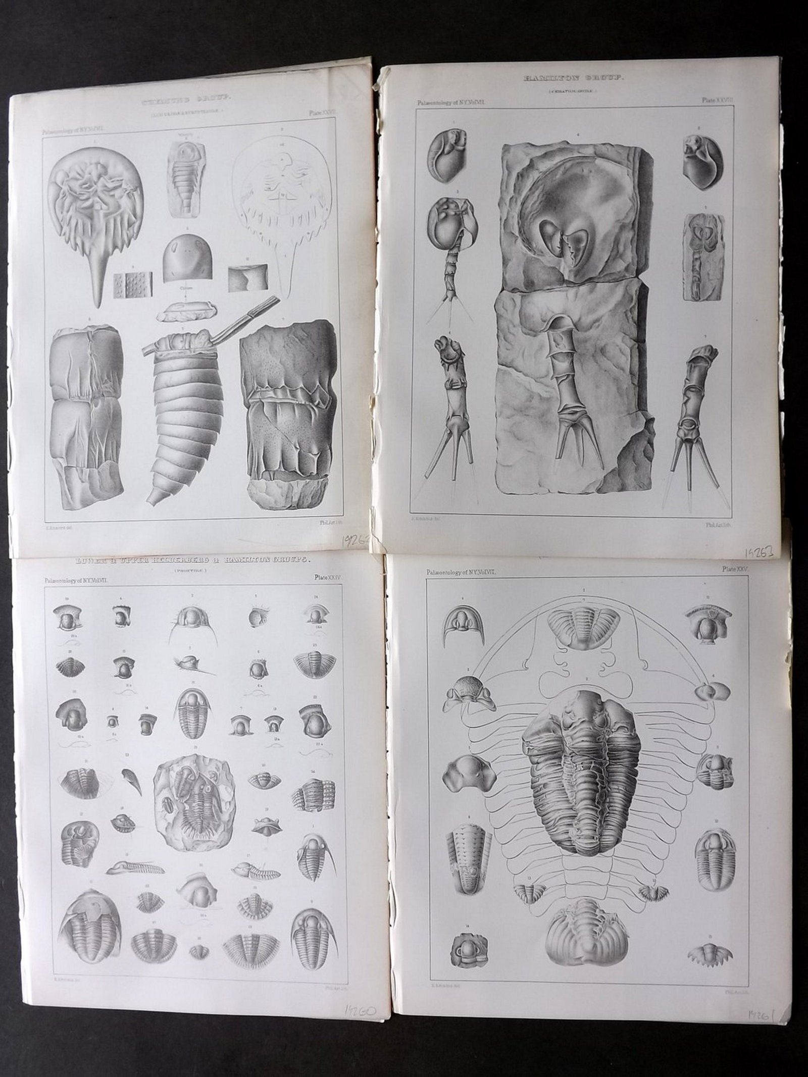Hall - Palaeontology of New York 1888 Lot of 8 Prints: Lithograph Published 1888, Albany, New York for "Palaeontology..." Part of the "Geological Survey of the State of New York" Series by James Hall and John M. Clarke. With accompanying descriptive text 