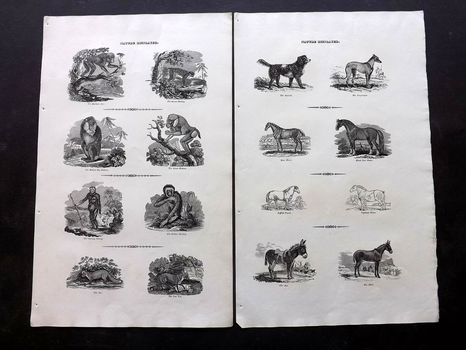 Phillips (Pub) 1823 Lot of 6 Folio Natural History (1 of 3)