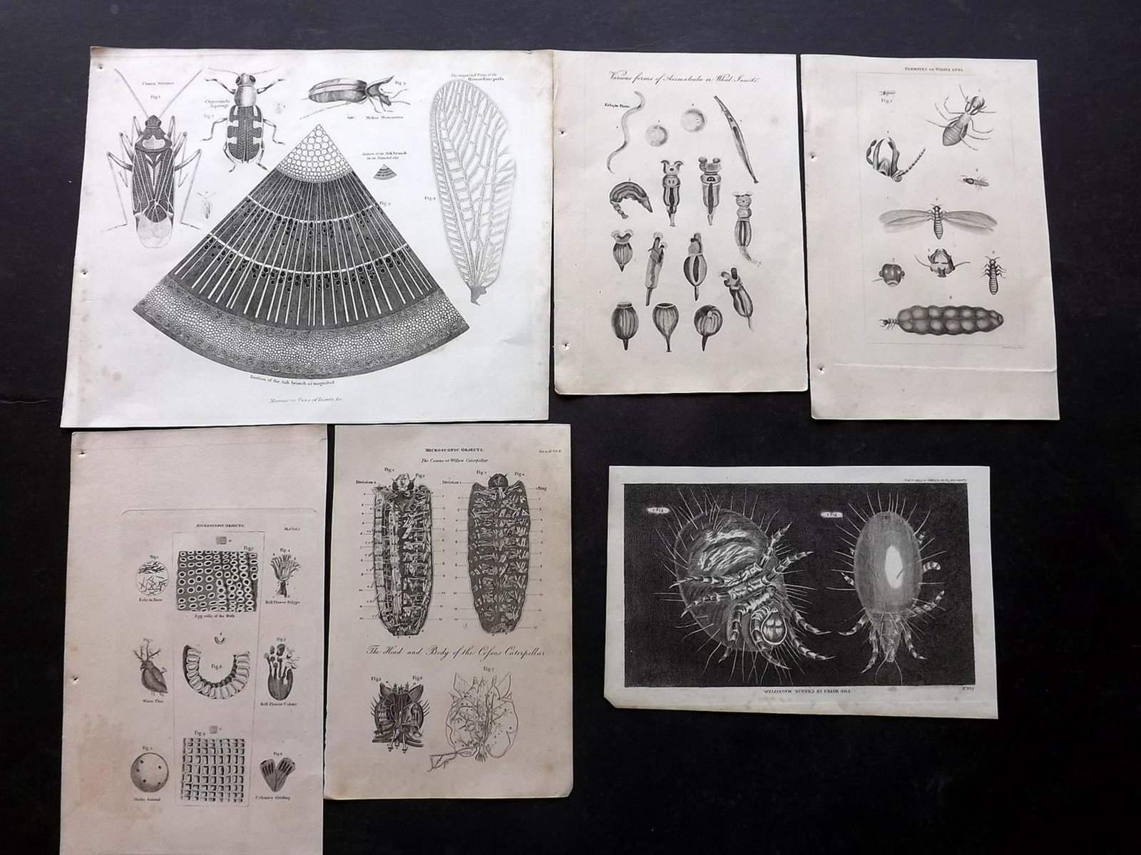 Phillips (Pub) 1823 Lot of 8 Prints. Insects, Mites,: Copper Plates Published 1823, London for "The Atlas of Nature, Being a Graphic Display of The Most Interesting Subjects…" Published by Richard Phillips. Rare. The same images were used in Simeon Sha