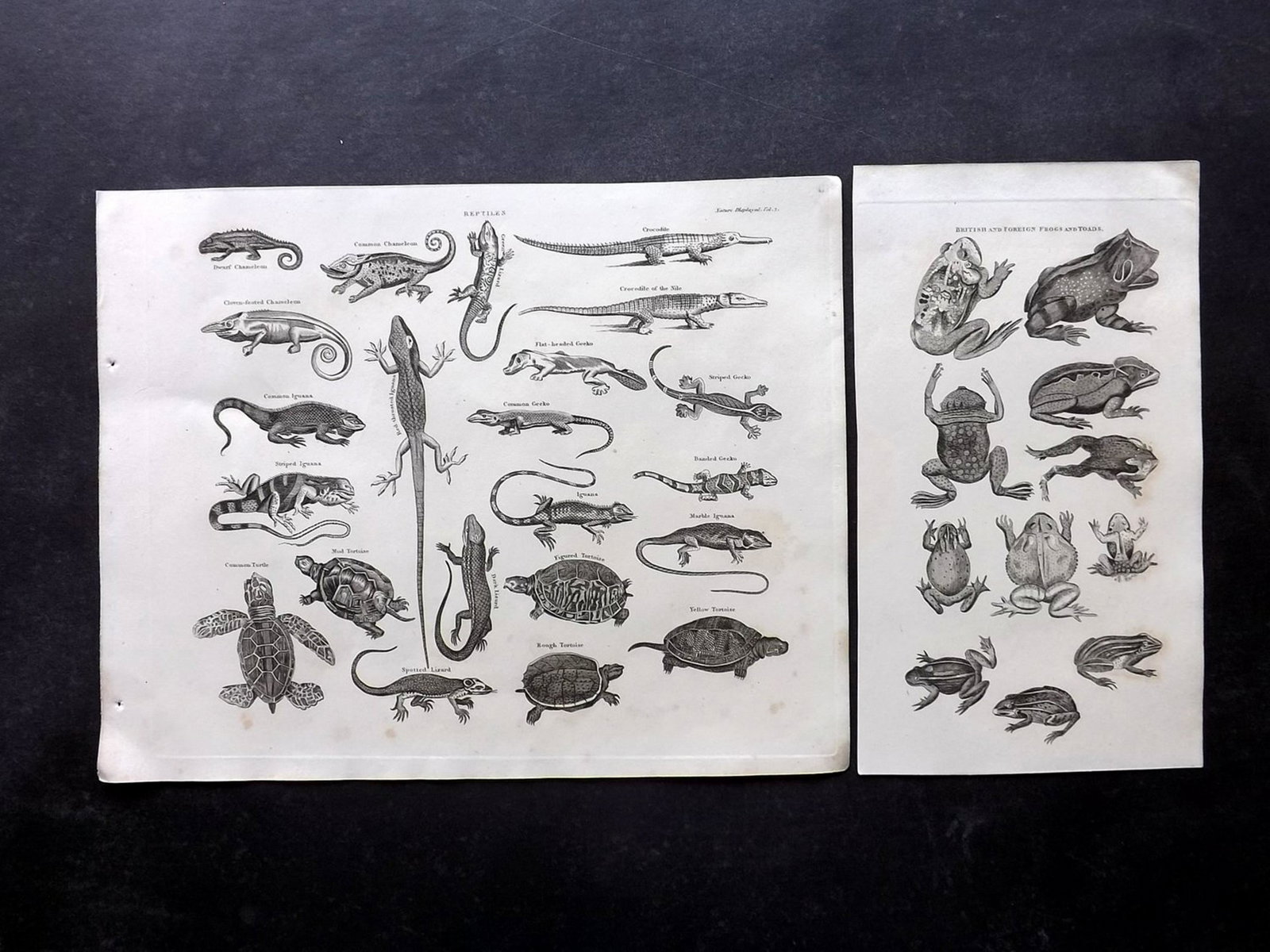 Phillips (Pub) 1823 Pair of Reptile Prints. Frogs: Copper Plates Published 1823, London for "The Atlas of Nature, Being a Graphic Display of The Most Interesting Subjects…" Published by Richard Phillips. Rare. The same images were used in Simeon Sha