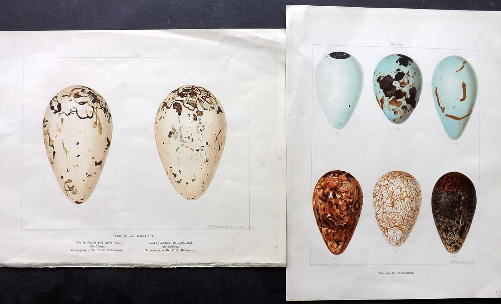 Frohawk, F. 1898 Pair Bird Egg Prints Extinct Great Auk (1 of 2)