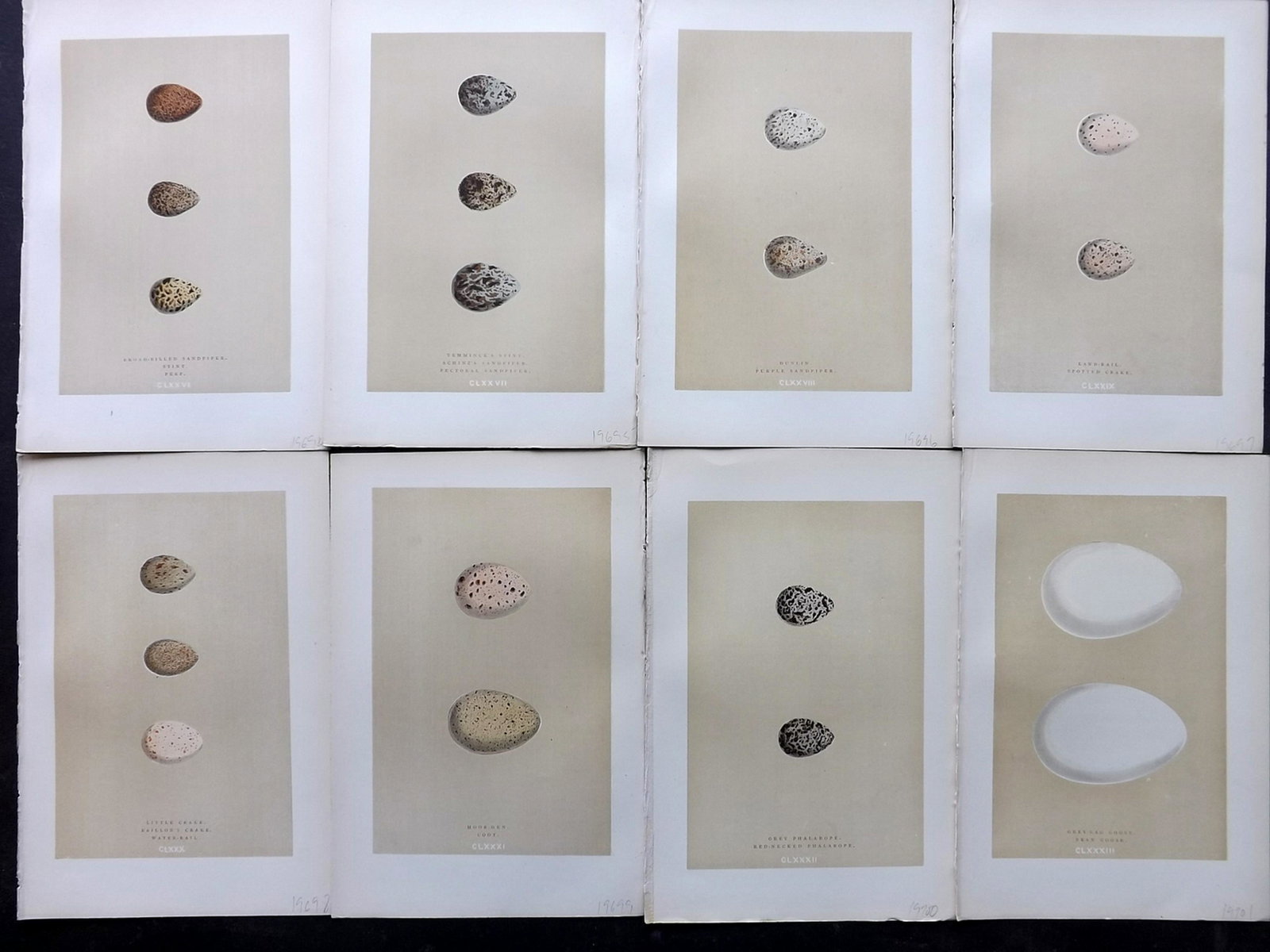 Morris, Francis 1896 Lot of 8 Bird Egg Prints: Woodblocks Published 1896, London for "A Natural History of the Nests and Eggs of British Birds" By the Rev. F. O. Morris, printed Benjamin Fawcett. Printed in colours and finished by hand. Paper Size