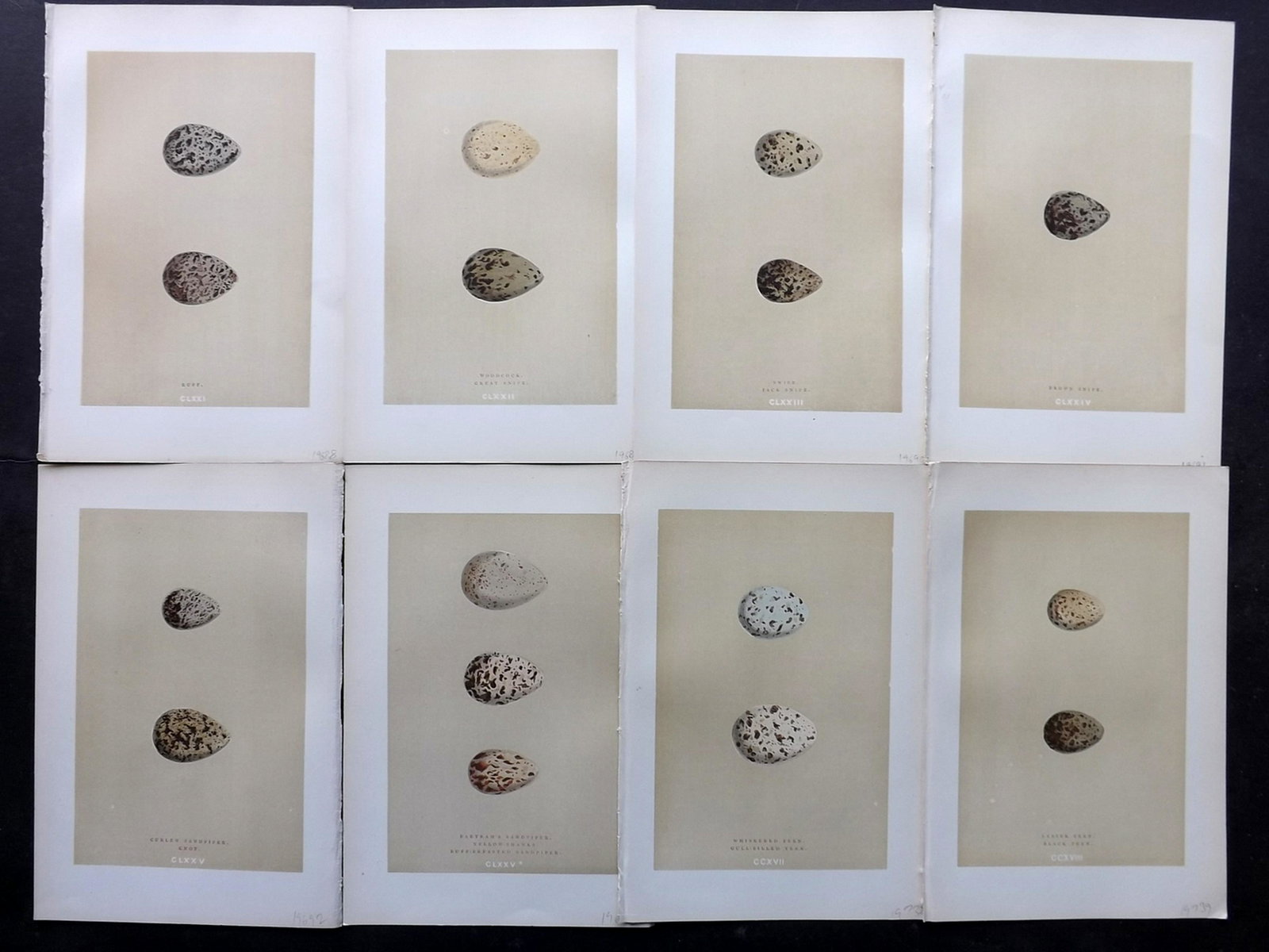 Morris, Francis 1896 Lot of 8 Bird Egg Prints: Woodblocks Published 1896, London for "A Natural History of the Nests and Eggs of British Birds" By the Rev. F. O. Morris, printed Benjamin Fawcett. Printed in colours and finished by hand. Paper Size