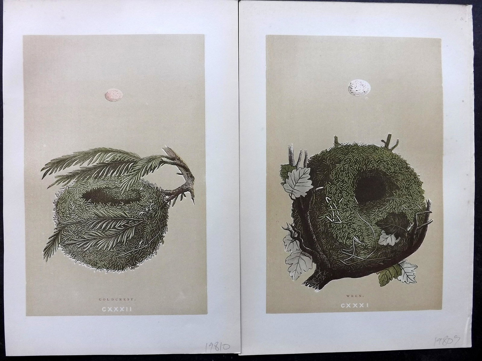 Morris, Francis 1896 Pair of Bird Nest Prints: Woodblocks Published 1896, London for "A Natural History of the Nests and Eggs of British Birds" By the Rev. F. O. Morris, printed Benjamin Fawcett. Printed in colours and finished by hand. Paper Size