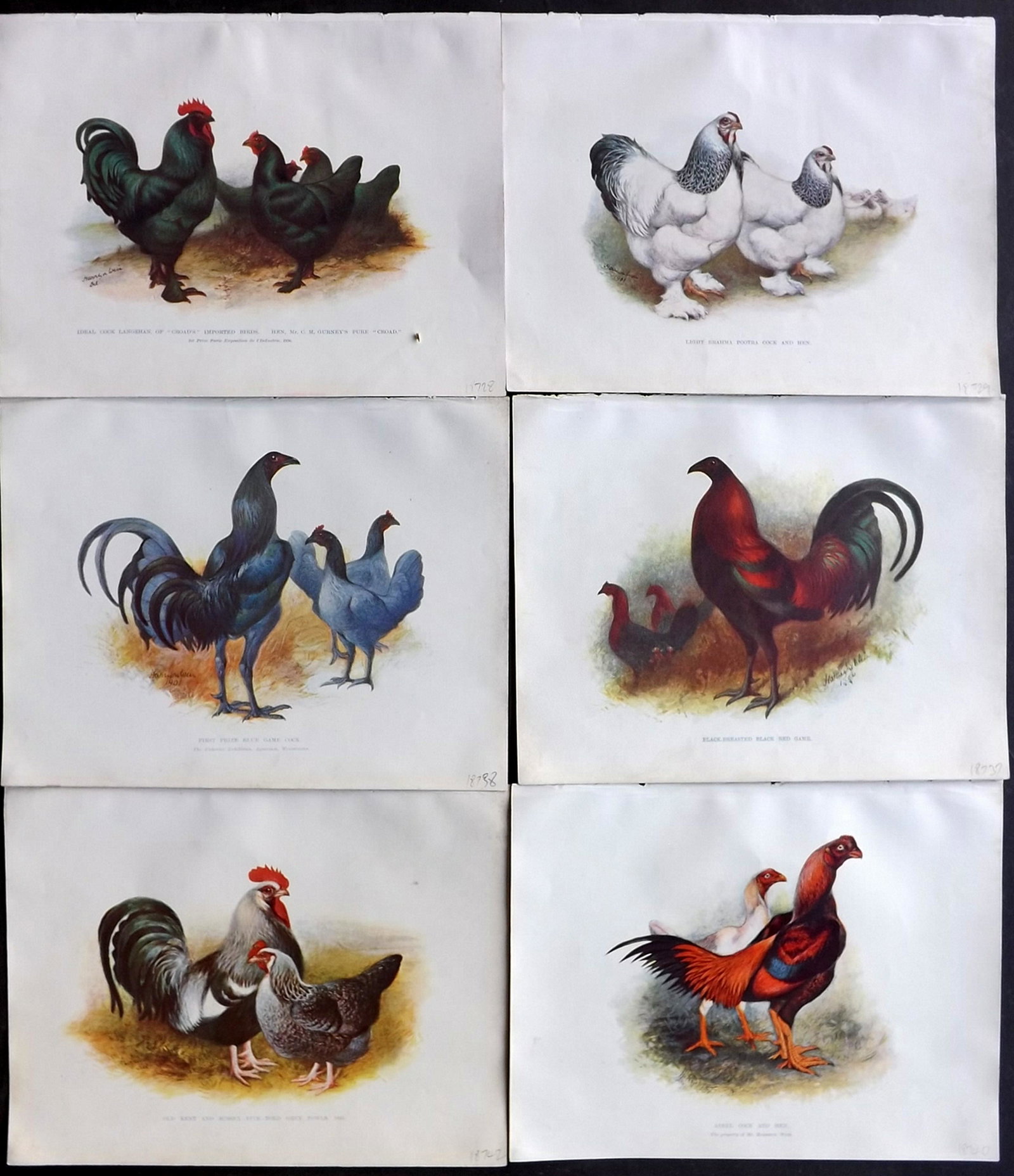 Weir, Harrison 1903 Lot of 6 Poultry Prints: Lithographs Published 1902-03, London for "Our Poultry and All about Them" by Harrison Weir. Paper Size: 10.5 x 8 inch (27 x 20cm) Very minor margin toning, otherwise fine