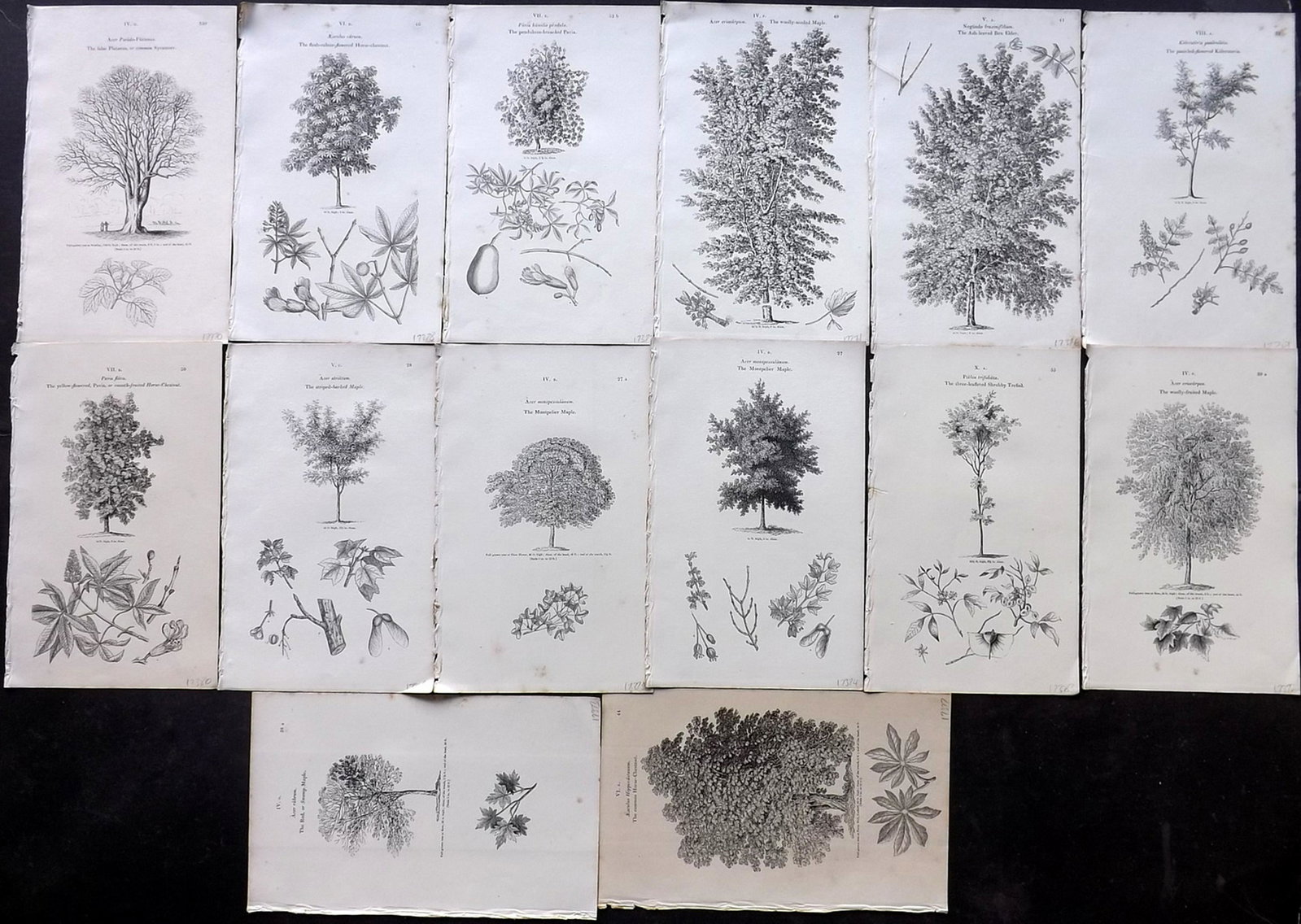 Loudon, John 1838 Lot of 14 Botanical Tree Prints: Wood Engraving Published 1838, London for "Arboretum et Fruticetum Britannicum; or, The Trees and Shrubs of Britain." by John Claudius Loudon. Reverse side blank. Paper Size: 8.5 x 5.5 inch (22 x 14cm