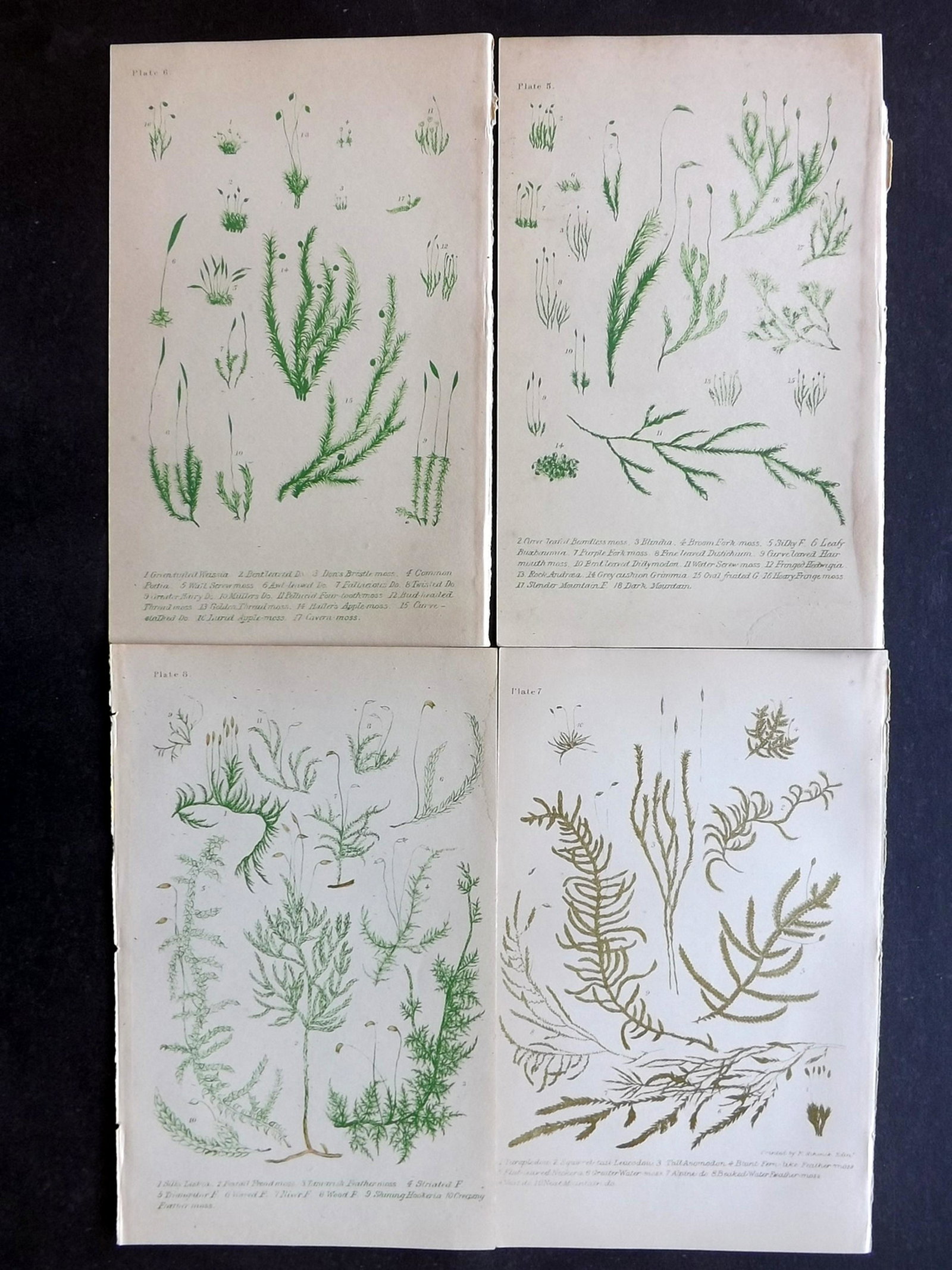 Plues, Margeret 1865 Lot of 4 Botanical Prints. Mosses: Colour Printed Lithographs Published 1865, London for "Rambles in Search of Flowerless Plants" by Margaret Plues. Paper Size: 8.5 x 5.5 inch (22 x 14cm) Very minor margin toning in parts. Good Conditi