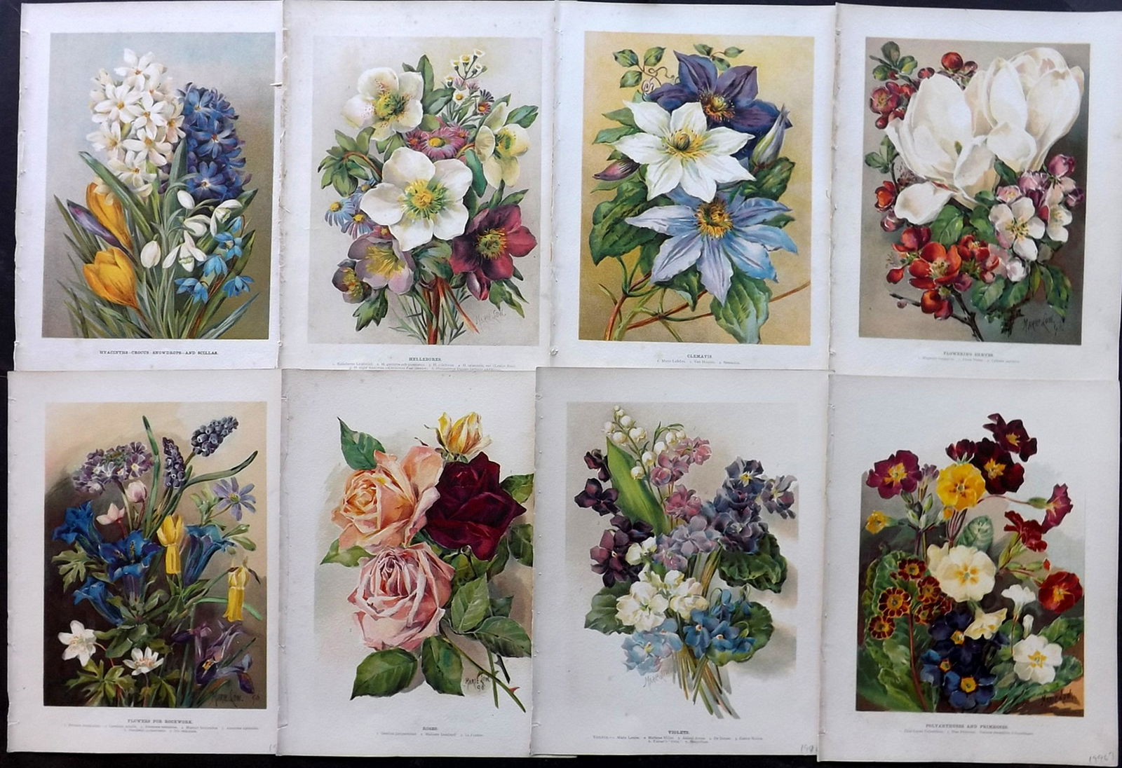 Wright, John 1890's Lot of 8 Botanical Prints: Chromolithographs Published 1896-1901 by Virtue & Co, London for "The Flower Growers Guide" By John Wright. Illustrated by Miss Gertrude Hamilton & Marie Low. Paper Size : 11 x 8 inch (28 x 20cm) Mino
