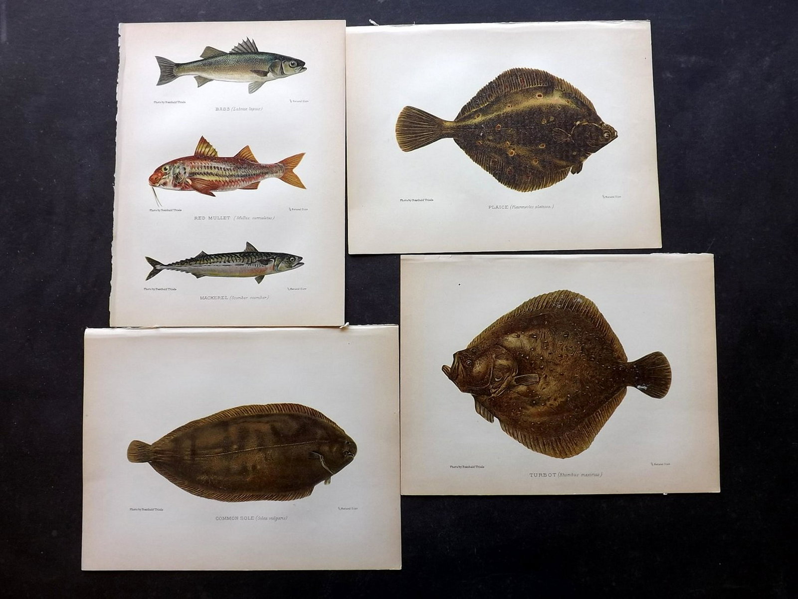 Aflalo, F. G. 1904 Lot of 6 Antique Fish Prints: Chromolithographs Published 1904, London for "British Salt-Water Fishes" by F. G. Aflalo. Paper Size: 9.5 x 7 inch (25 x 18cm) Good Condition