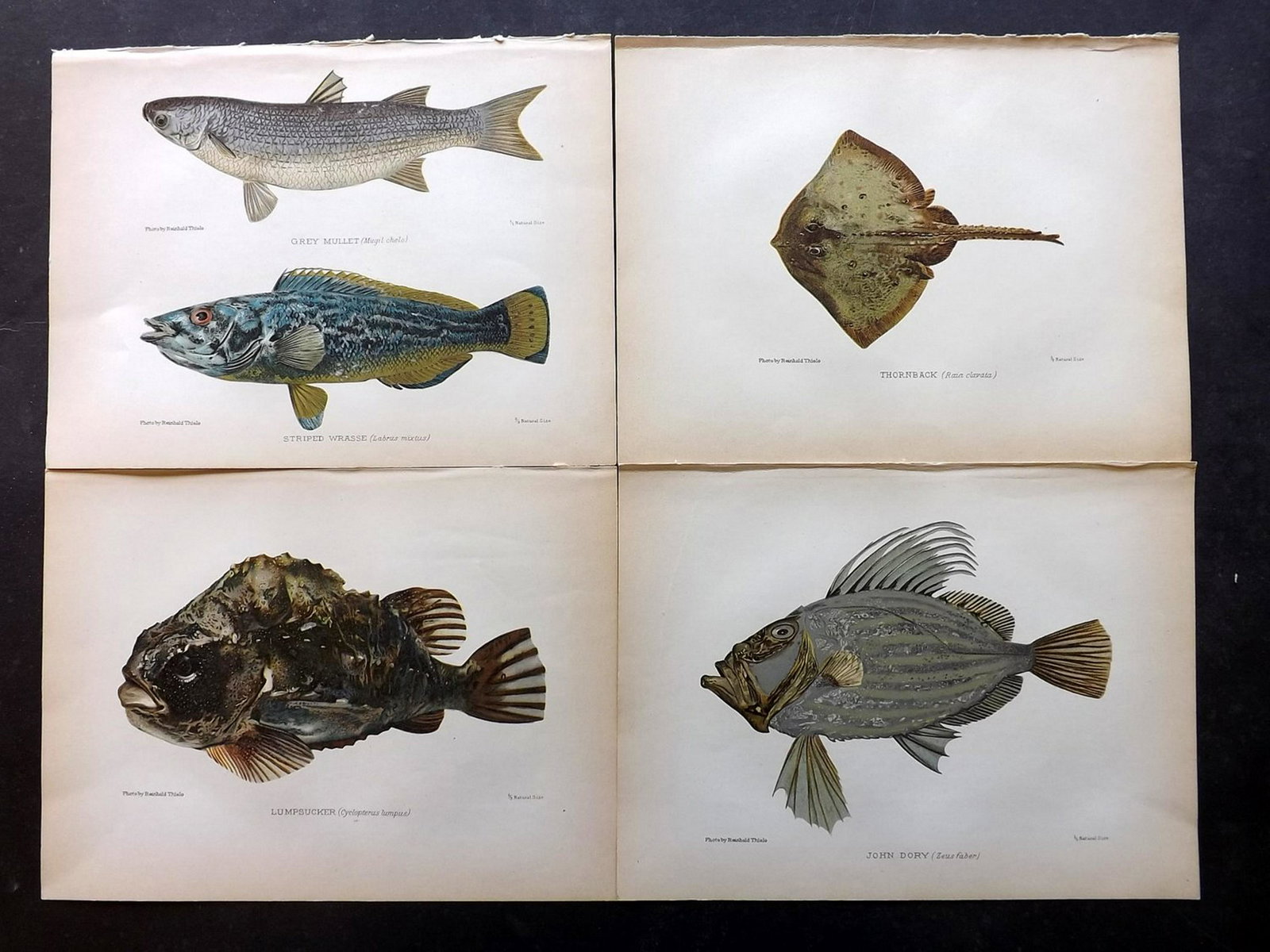 Aflalo, F. G. 1904 Lot of 6 Antique Fish Prints: Chromolithographs Published 1904, London for "British Salt-Water Fishes" by F. G. Aflalo. Paper Size: 9.5 x 7 inch (25 x 18cm) Good Condition