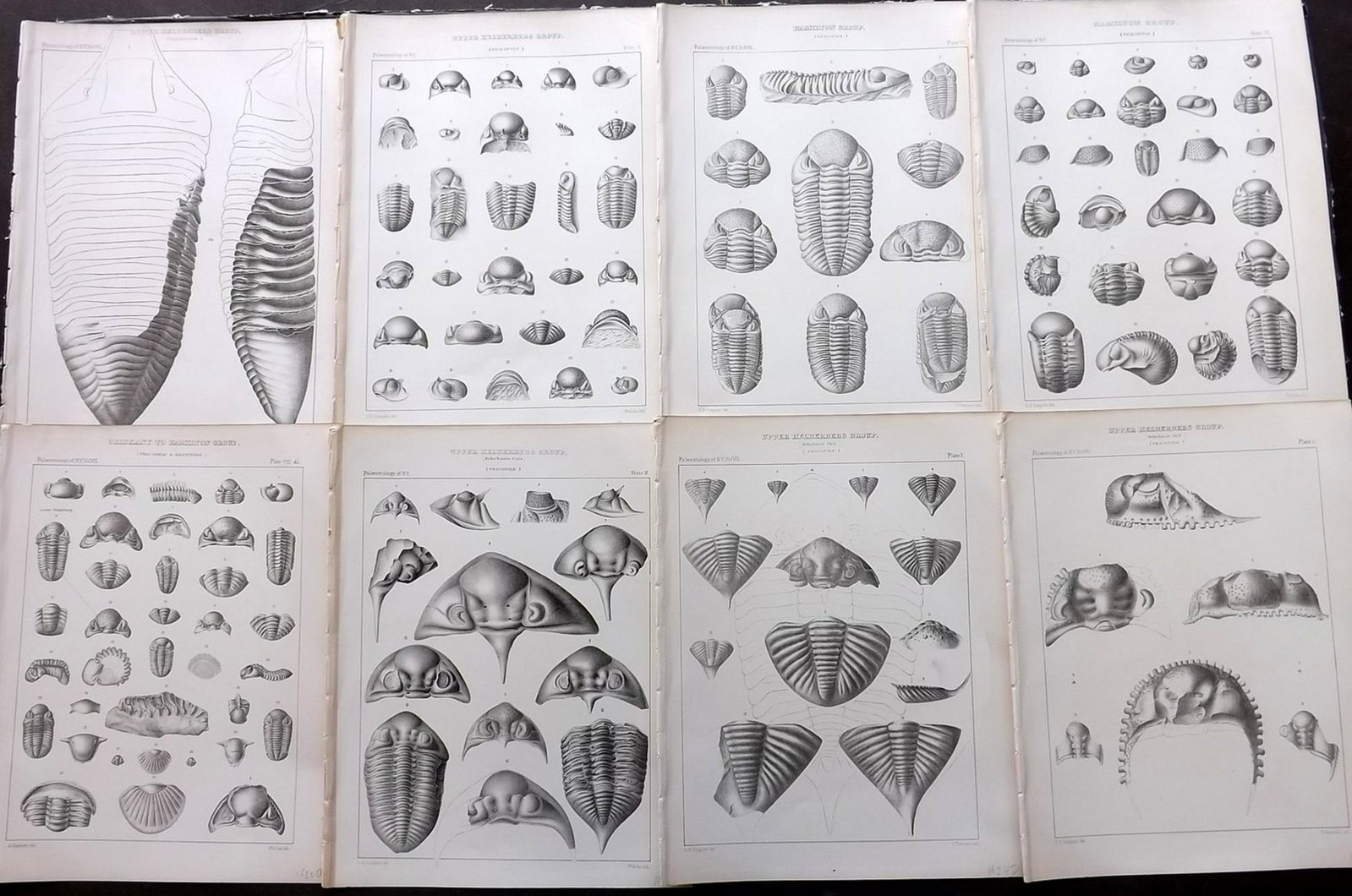 Hall - Palaeontology of New York 1888 Lot of 14 Prints: Lithograph Published 1888, Albany, New York for "Palaeontology..." Part of the "Geological Survey of the State of New York" Series by James Hall and John M. Clarke. With accompanying descriptive text 