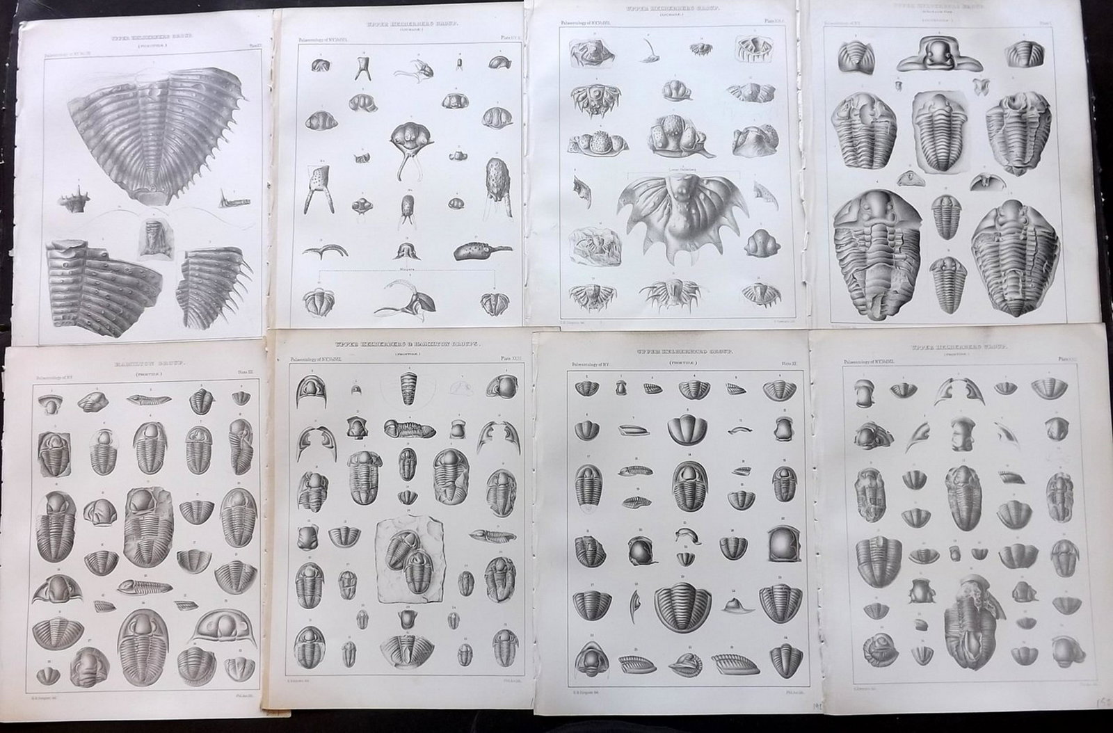 Hall - Palaeontology of New York 1888 Lot of 8 Prints: Lithograph Published 1888, Albany, New York for "Palaeontology..." Part of the "Geological Survey of the State of New York" Series by James Hall and John M. Clarke. With accompanying descriptive text 