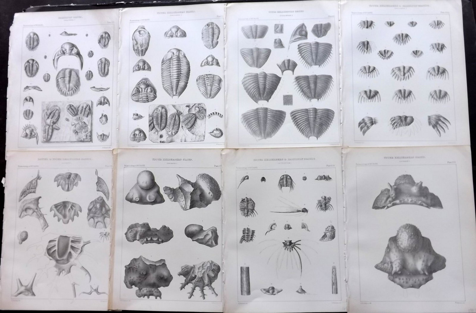 Hall - Palaeontology of New York 1888 Lot of 8 Prints: Lithograph Published 1888, Albany, New York for "Palaeontology..." Part of the "Geological Survey of the State of New York" Series by James Hall and John M. Clarke. With accompanying descriptive text 