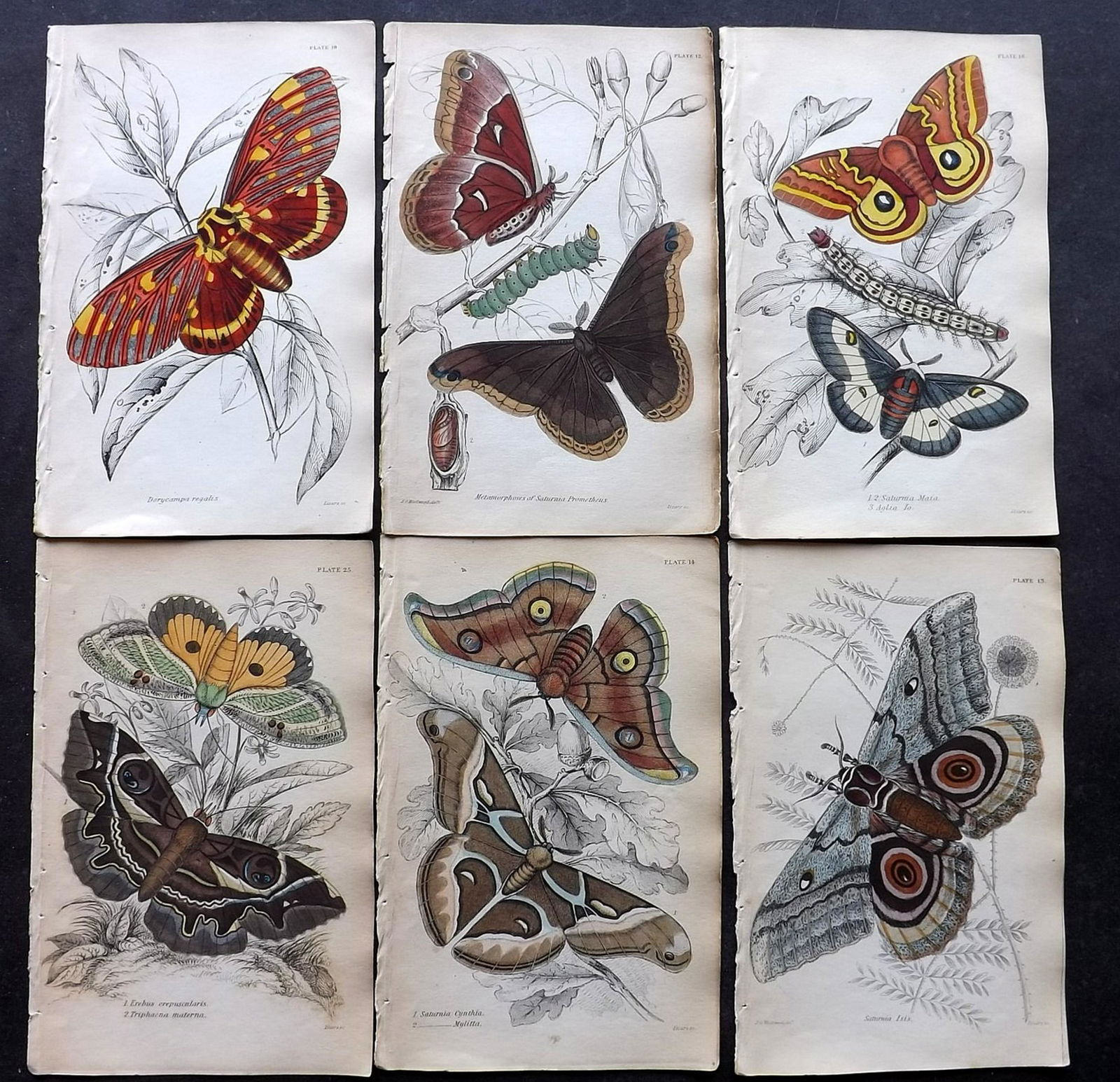 Jardine, William C1840 Lot of 6 HC Prints. Exotic Moths (1 of 2)
