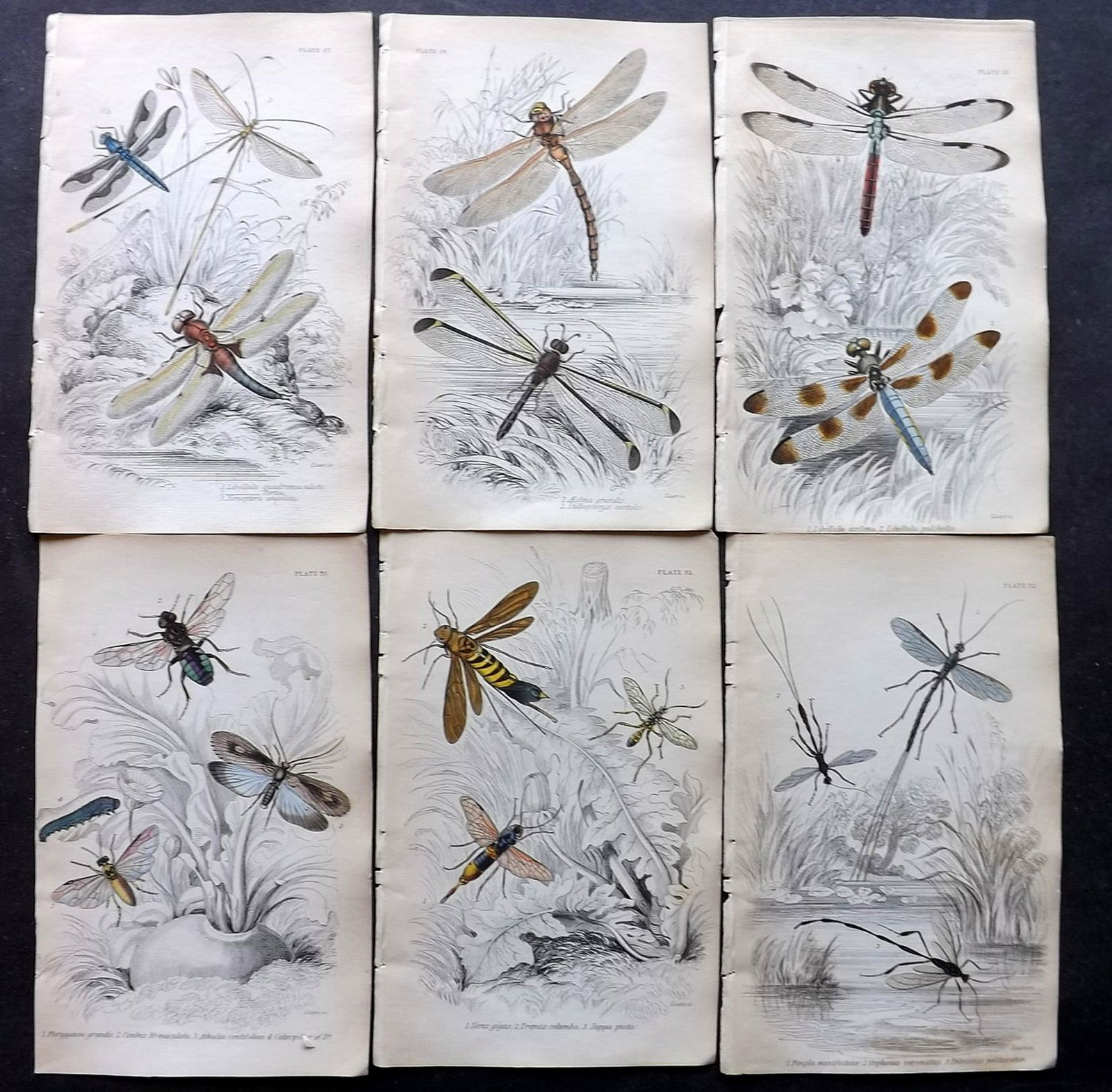 Jardine, William C1840 Lot of 6 HCol Prints. Insects (1 of 2)