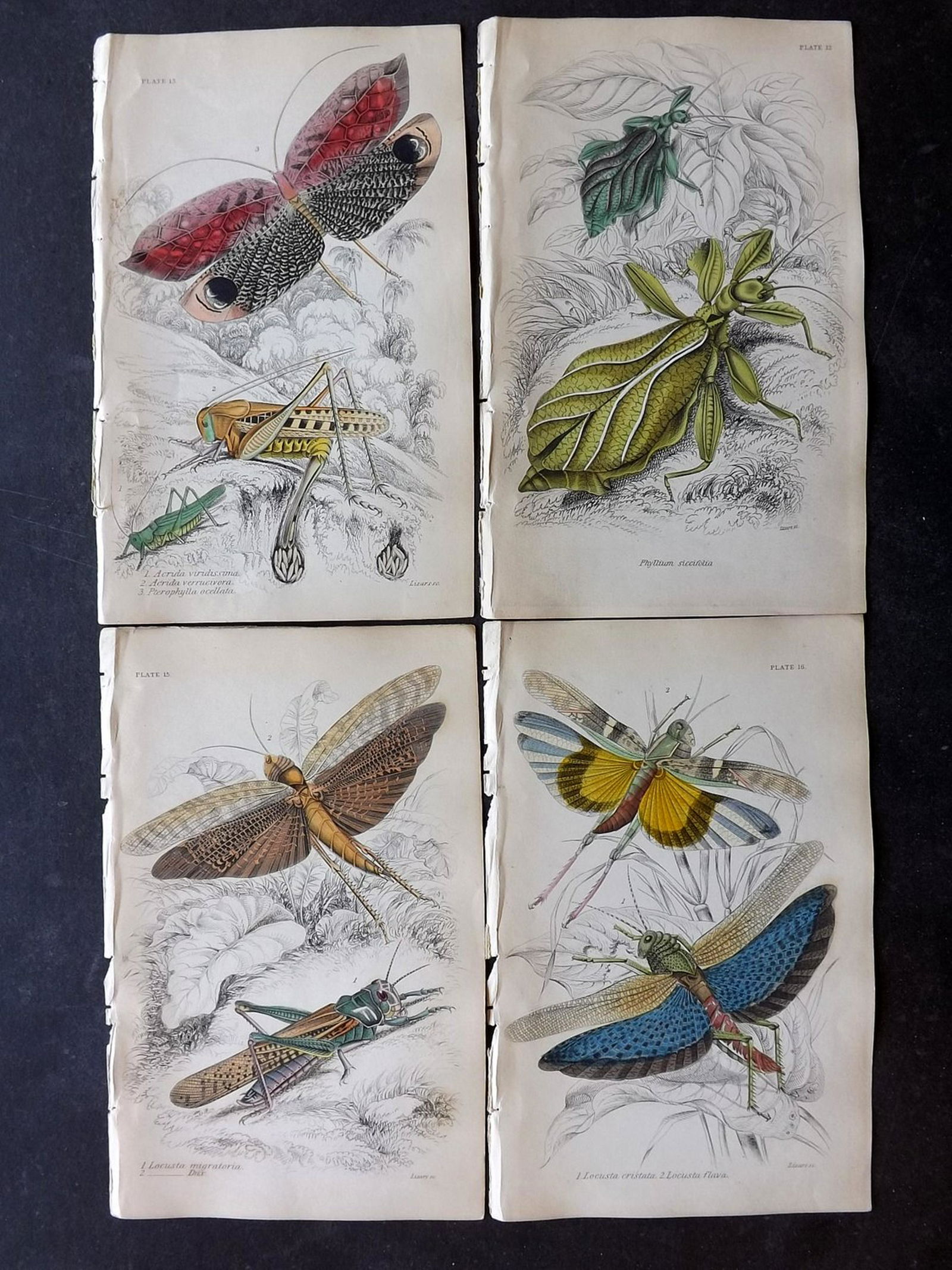 Jardine, William C1840 Lot of 6 HCol Prints. Insects (1 of 2)