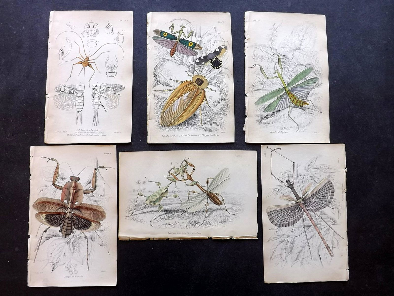 Jardine, William C1840 Lot of 6 HCol Prints. Insects (1 of 2)