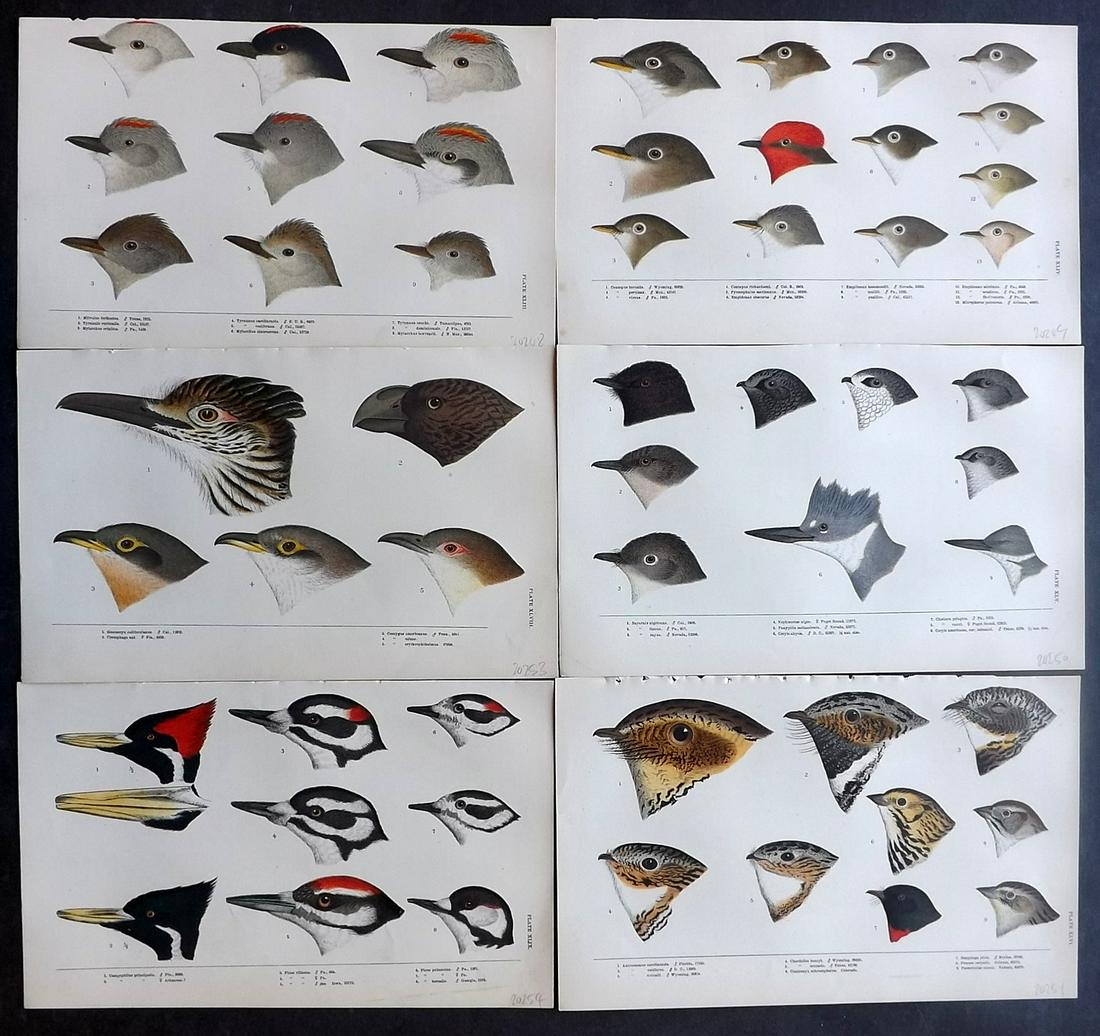 Baird, Spencer 1905 Lot of 6 Rare American Bird Prints (1 of 2)