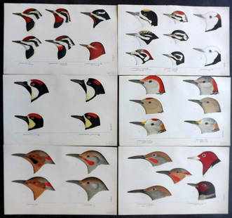 Baird, Spencer 1905 Lot of 6 Rare American Bird Prints: Chromolithograph Published 1905, Boston for "A History of North American Birds" by Spencer Fullerton Baird, T. M. Brewer, and R. Ridgeway. Scarce. Paper Size: 9.5 x 6 inch (24 x 16cm) Good Condition