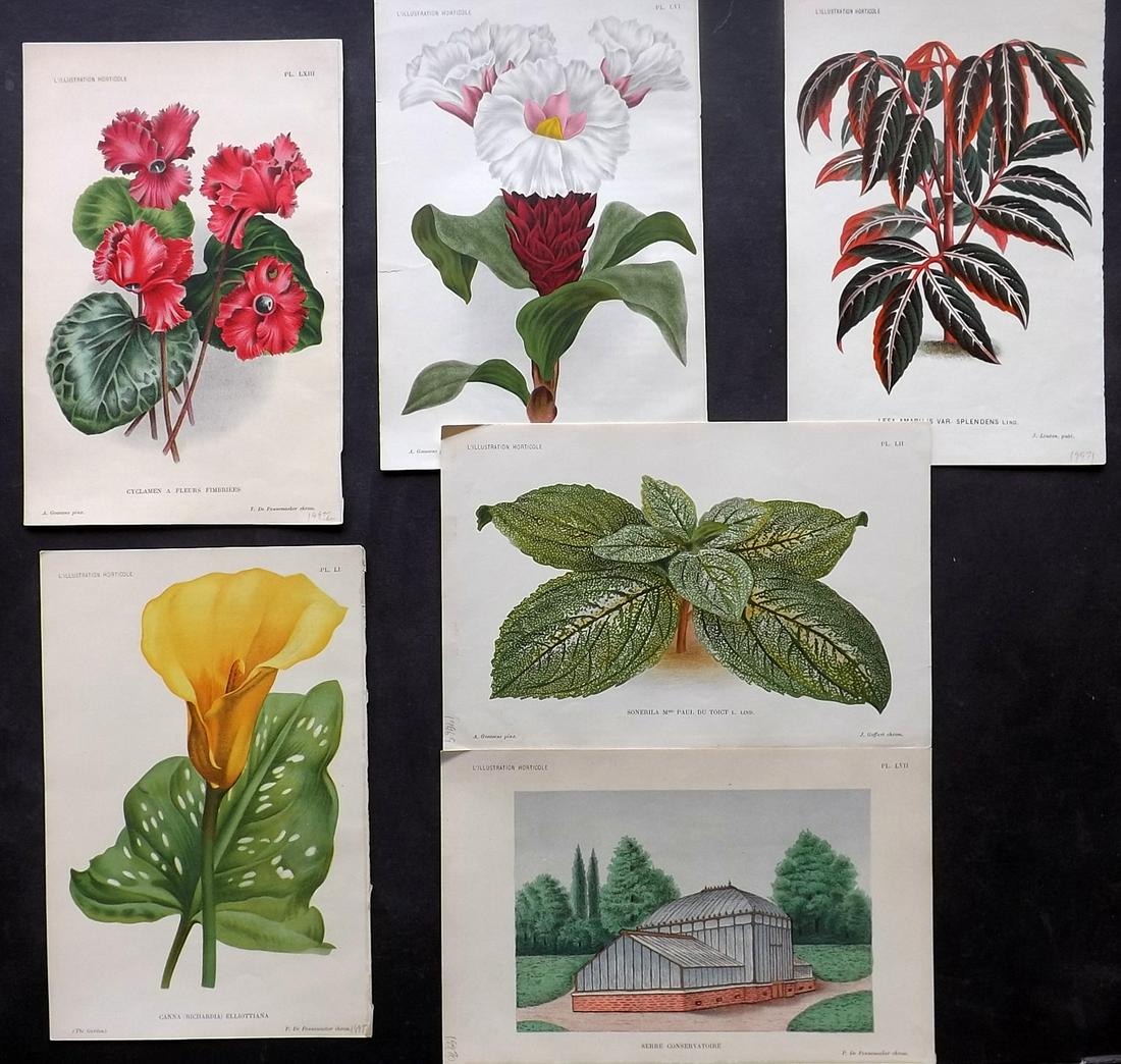 L'Illustration Horticole C1880 Lot of 6 Botanical (1 of 2)