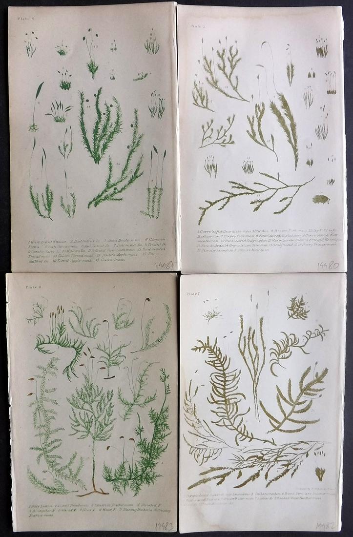 Plues, Margeret 1865 Lot of 4 Botanical Prints. Mosses: Colour Printed Lithographs Published 1865, London for "Rambles in Search of Flowerless Plants" by Margaret Plues. Paper Size: 8.5 x 5.5 inch (22 x 14cm) Very minor margin toning in parts. Good Conditi
