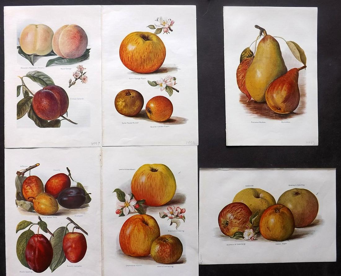 Wright, J & H 1924 Lot of 6 Vintage Fruit Prints (1 of 2)
