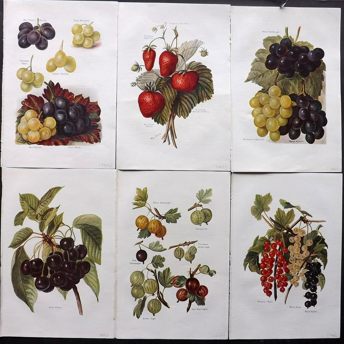 Wright, J & H 1924 Lot of 6 Vintage Fruit Prints (1 of 2)