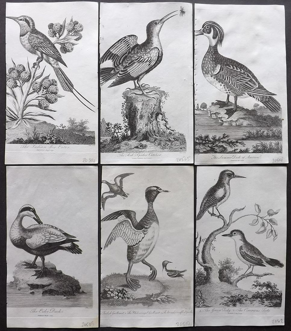 After George Edwards C1805 Lot of 6 Bird Prints: Copper Plates Published 1794-1810, London for "A Genuine and Universal System of Natural History" by Carl Linnaeus and Ebenezer Sibly. Illustrated after George Edwards, Bloch, Knorr, Buffon and others