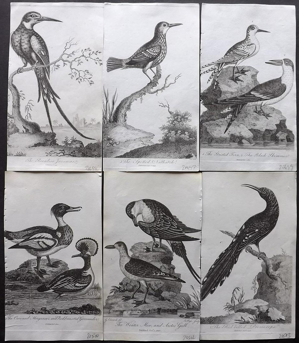After George Edwards C1805 Lot of 6 Bird Prints: Copper Plates Published 1794-1810, London for "A Genuine and Universal System of Natural History" by Carl Linnaeus and Ebenezer Sibly. Illustrated after George Edwards, Bloch, Knorr, Buffon and others