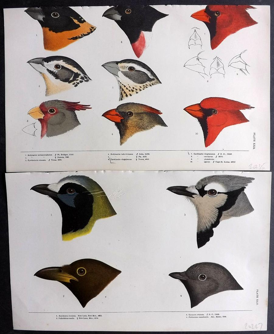 Baird, Spencer 1905 Pair of Rare American Bird Prints (1 of 2)